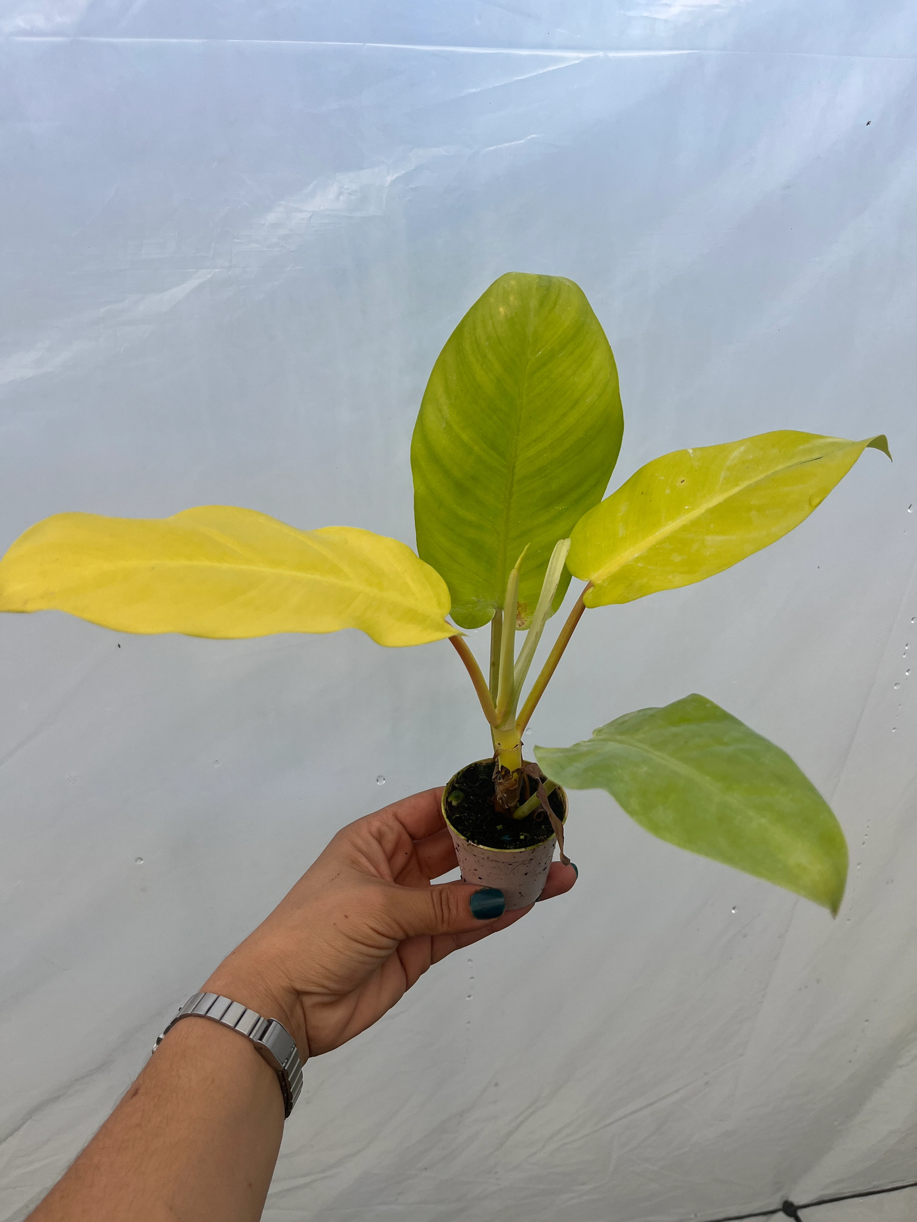 Philodendron Malay Gold
