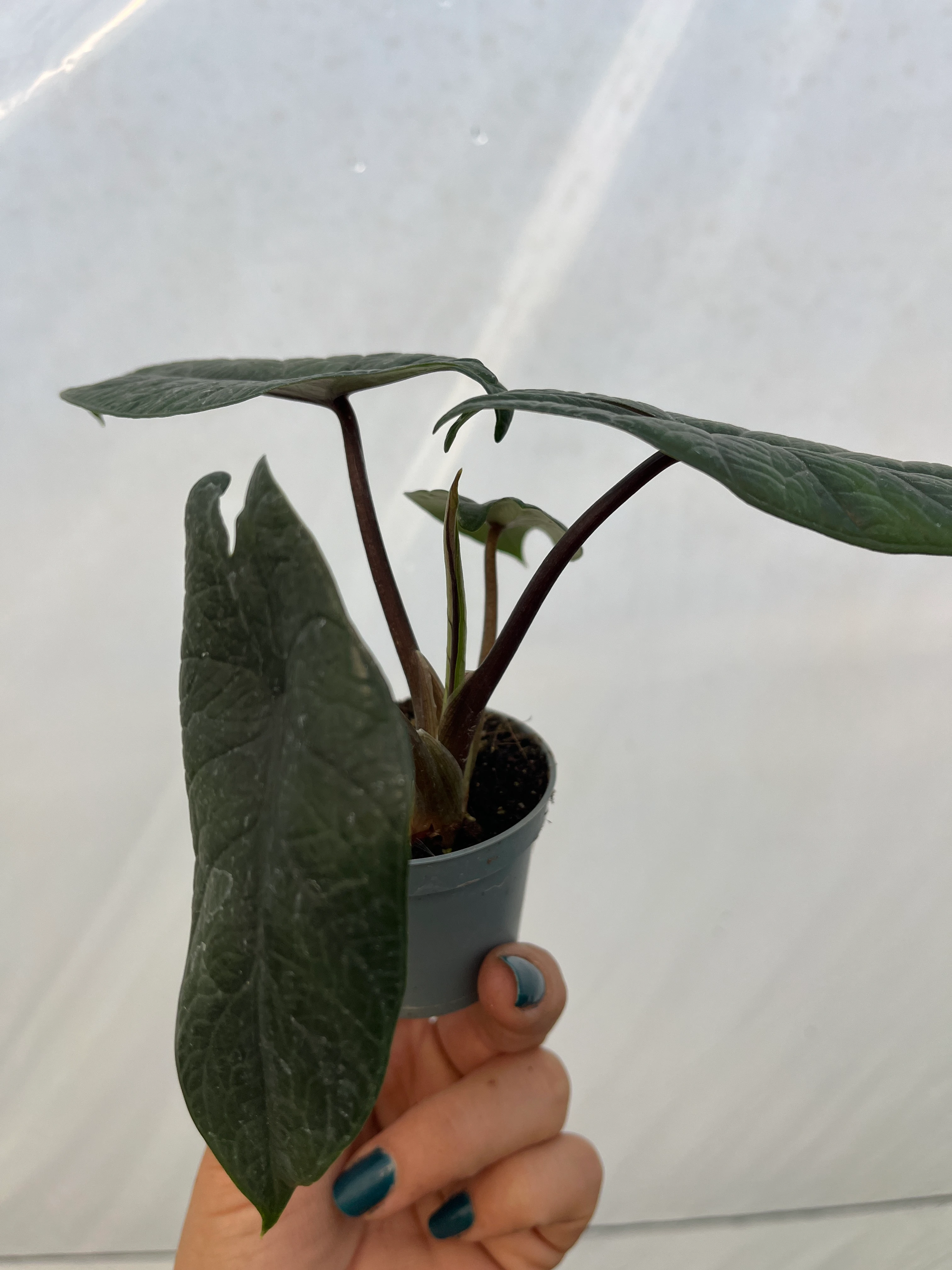 Alocasia Scalprum Fil kulağı