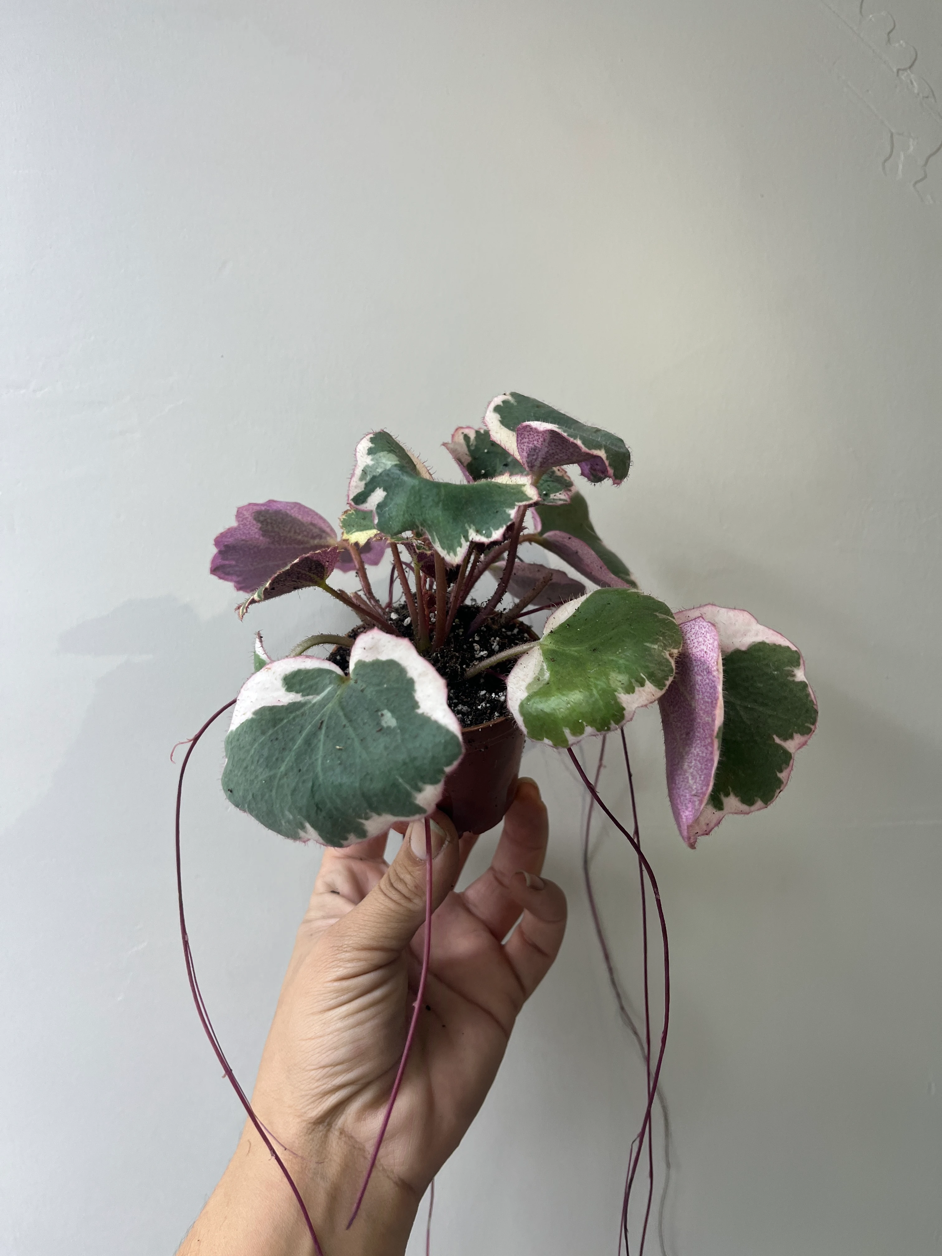 Özel Tür pembe Yapraklı Gelinteli 