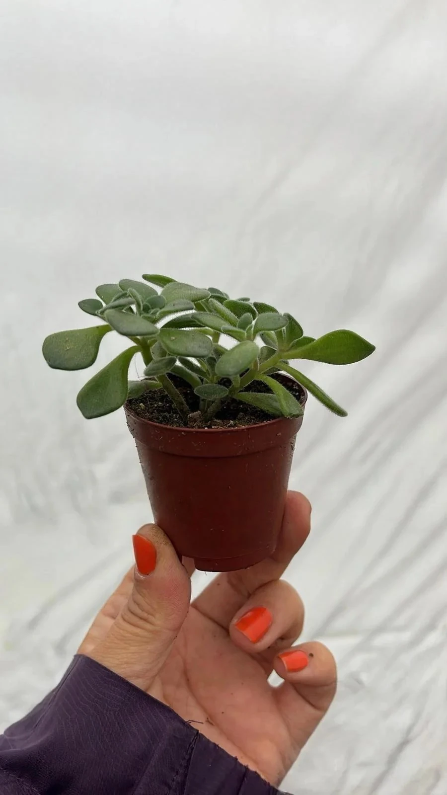 Aeonium Lindleyi Sevda Ağacı Sukulent