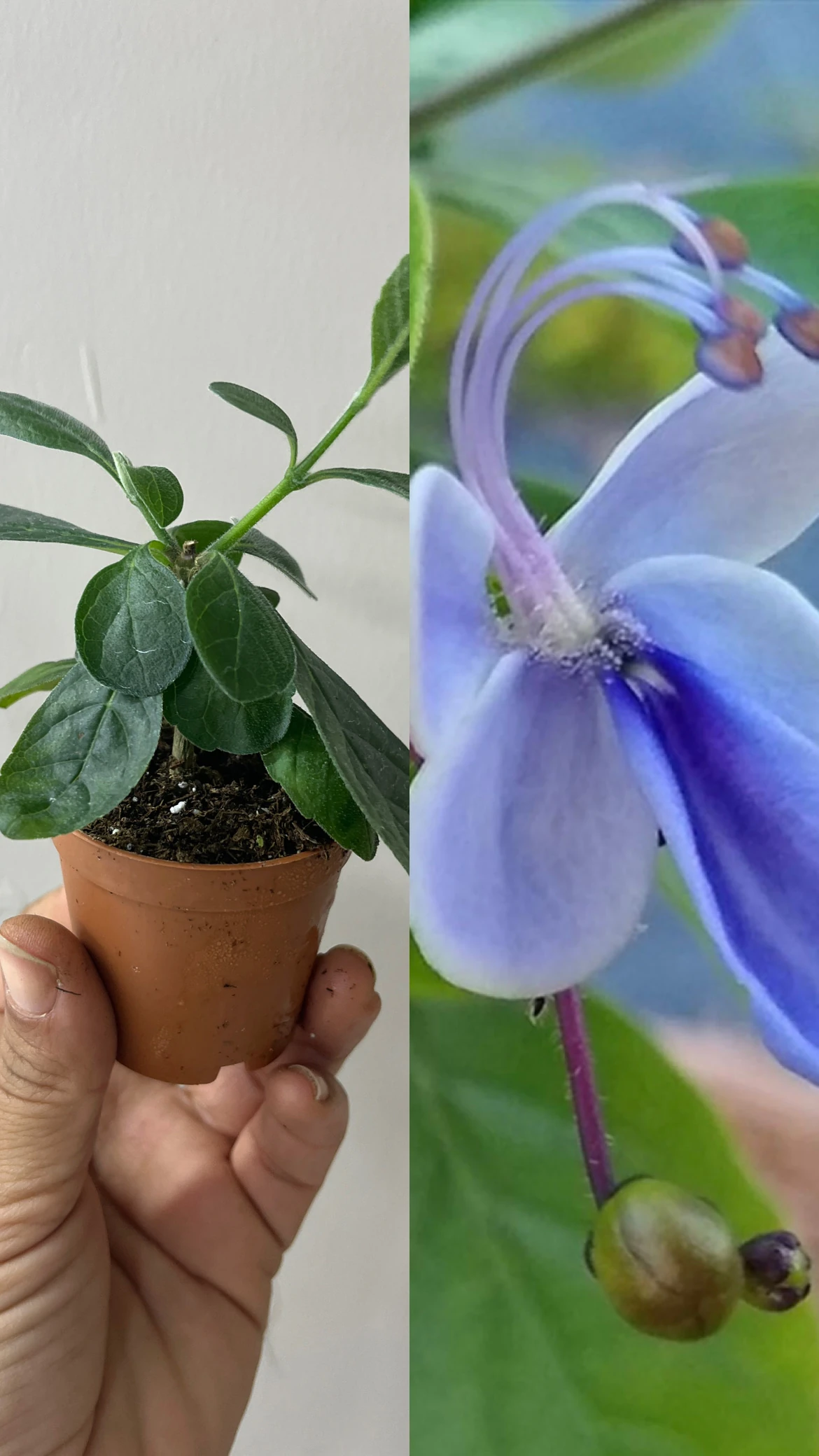 Clerodendrum myricoides Ugandense Mavi Kelebek Çiçeği 5,5lik Saksıda