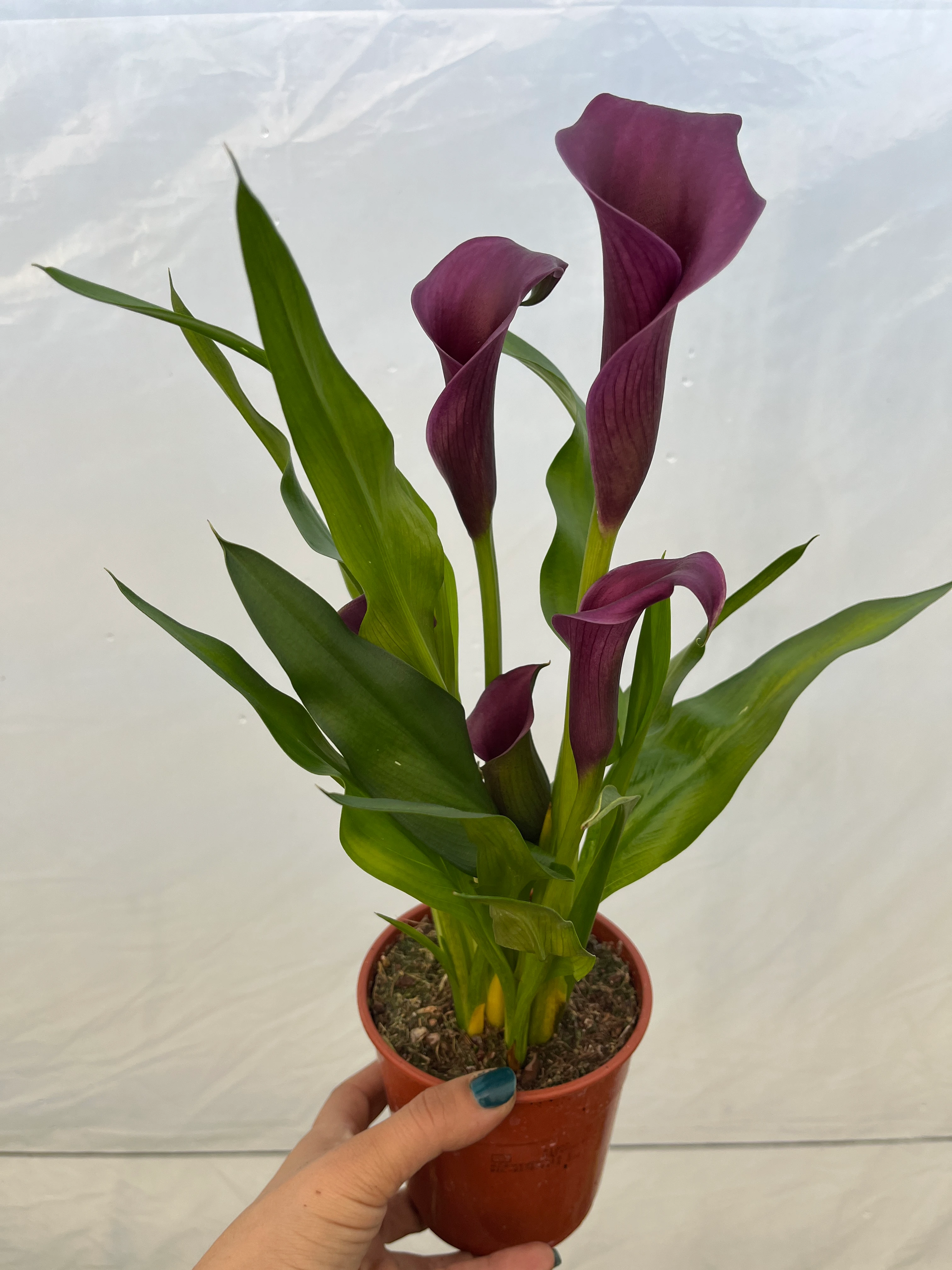 Gala Çiçeği bordo