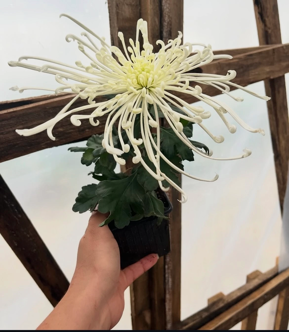 Ahtapot Kasımpatı Beyaz İthal