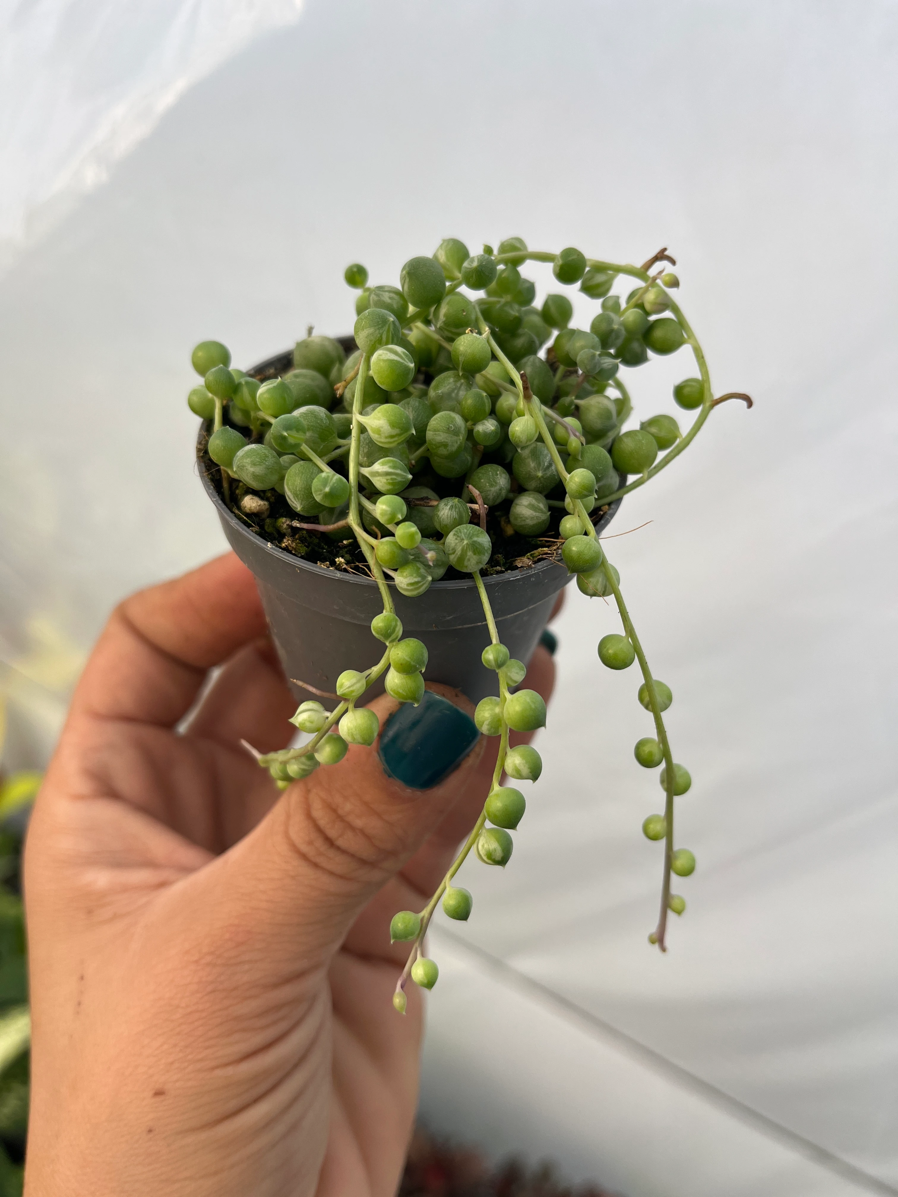 Senecio Rowleyanus Variegata yuvarlak tesbih