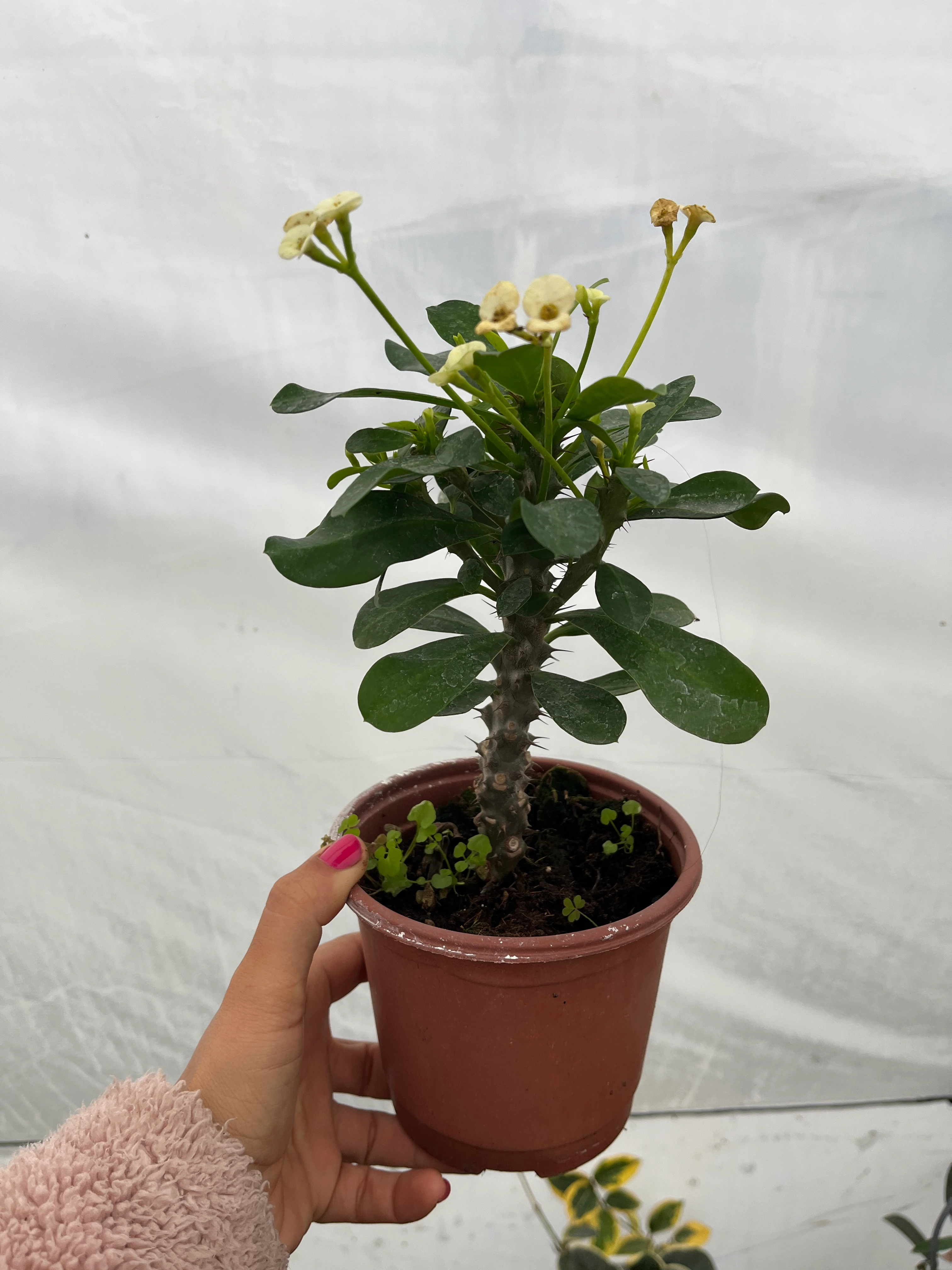 Dikenler Tacı Beyaz