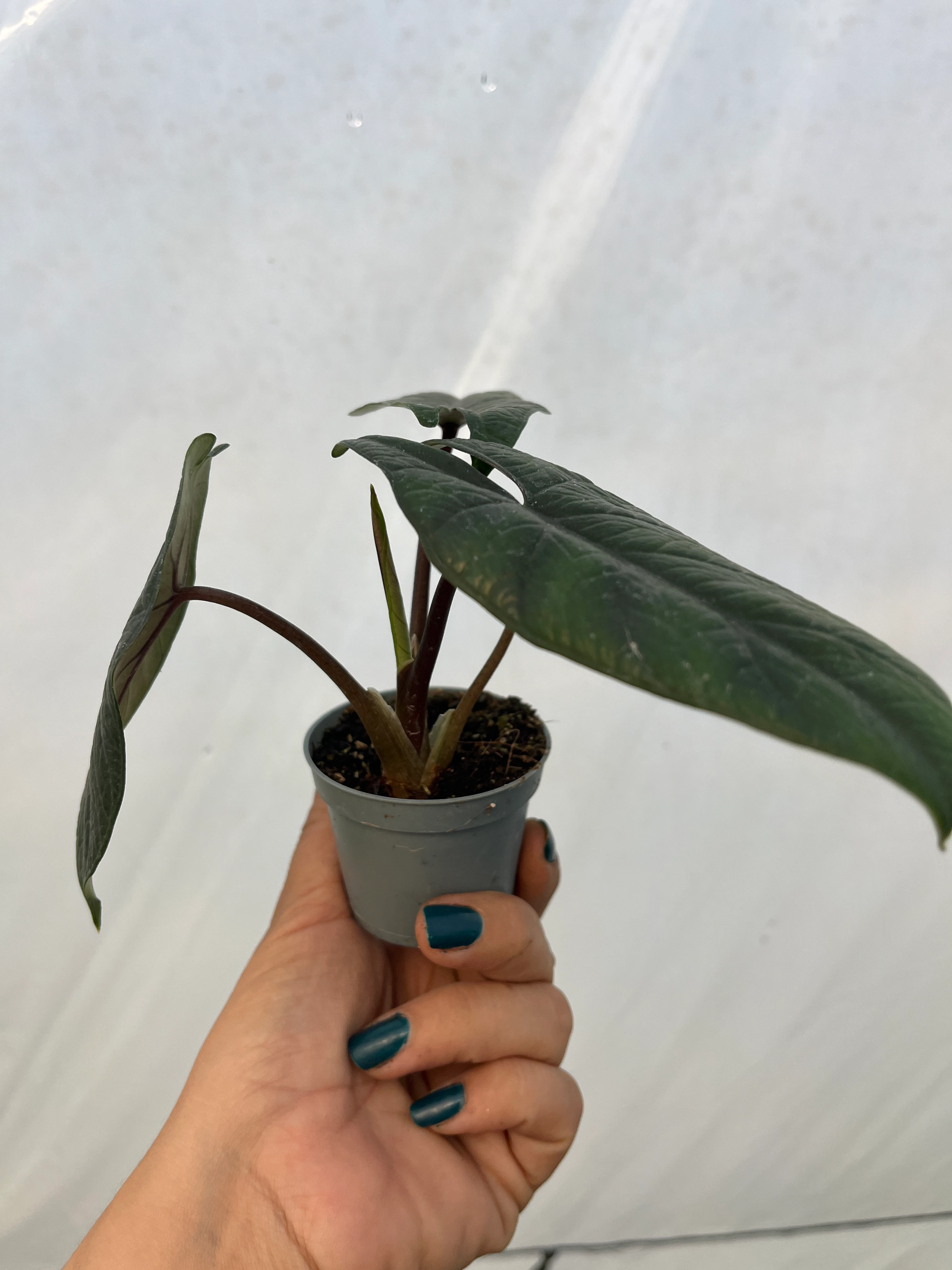 Alocasia Scalprum Fil kulağı