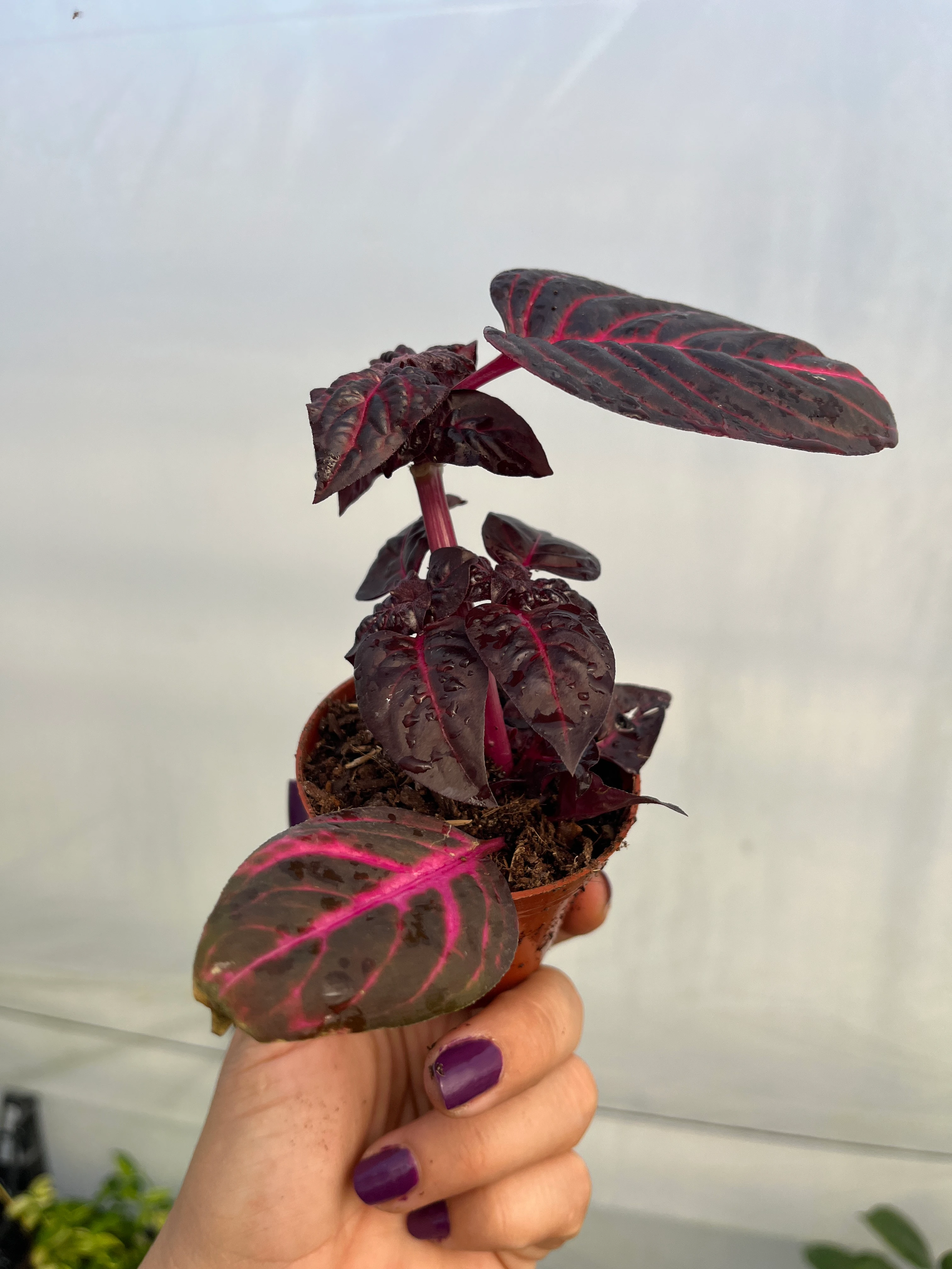 Çingene Şalvarı Bordo