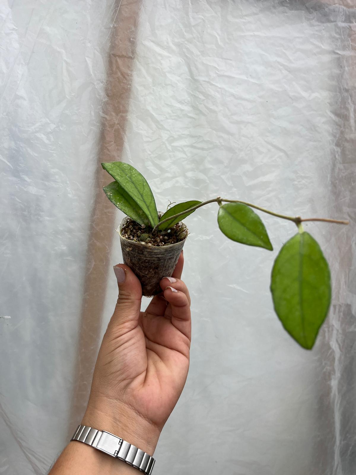 Hoya Crassipetiolata Mum Çiçeği 5,5lik Saksıda