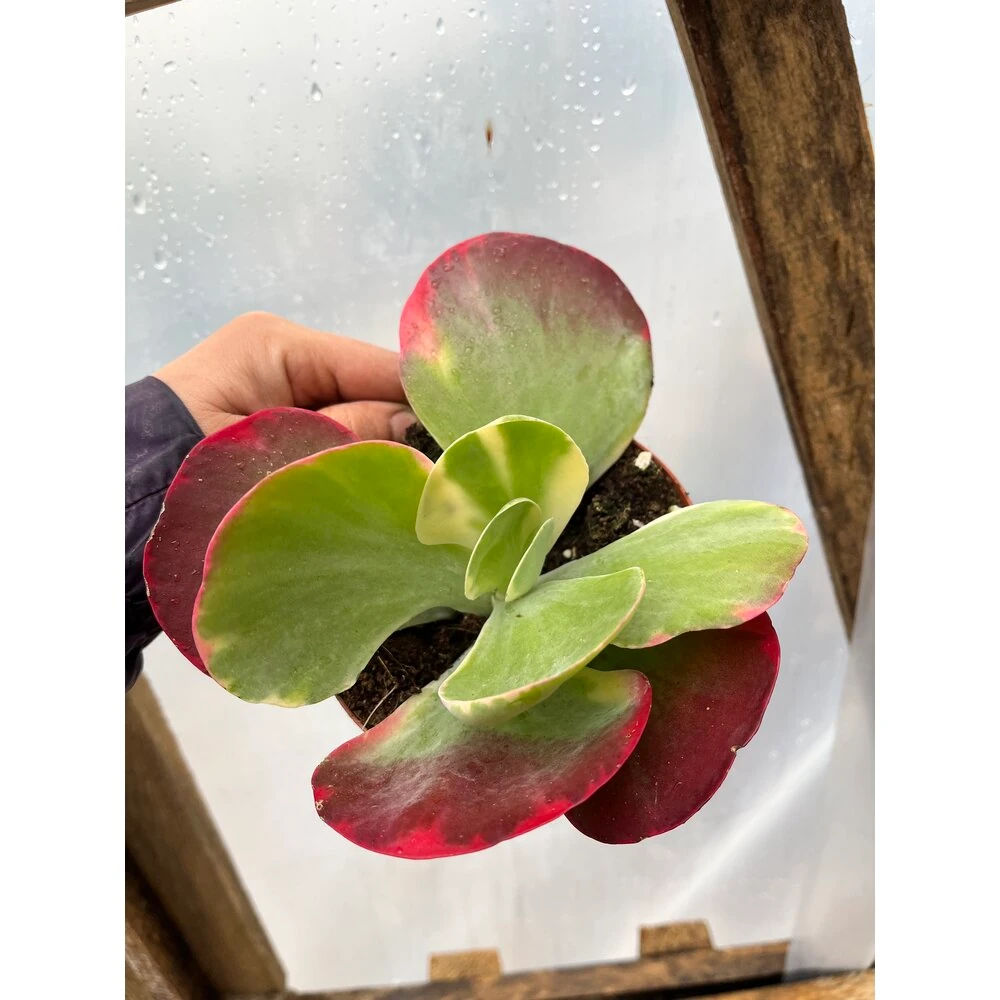 kalanchoe thyrsiflora variegata