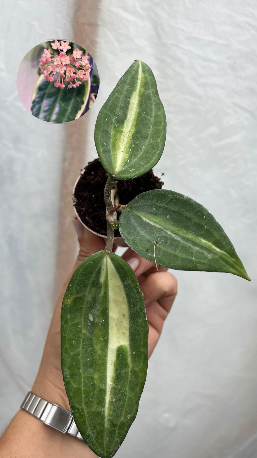 Hoya Macrophylla Pot Of Gold Mum Çiçeği 5,5lik Saksıda