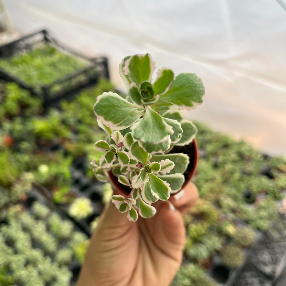 Sedum tricolor
