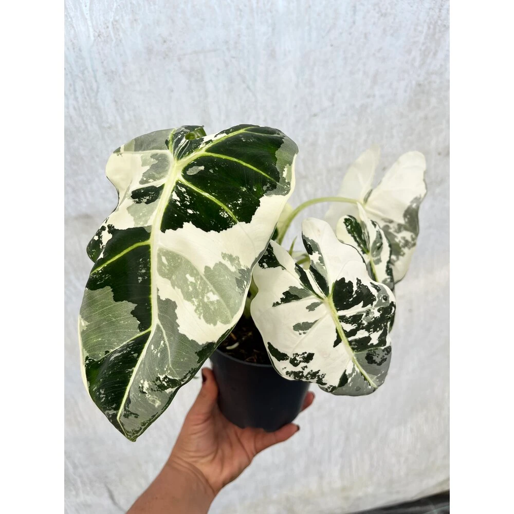 Alocasia Albo