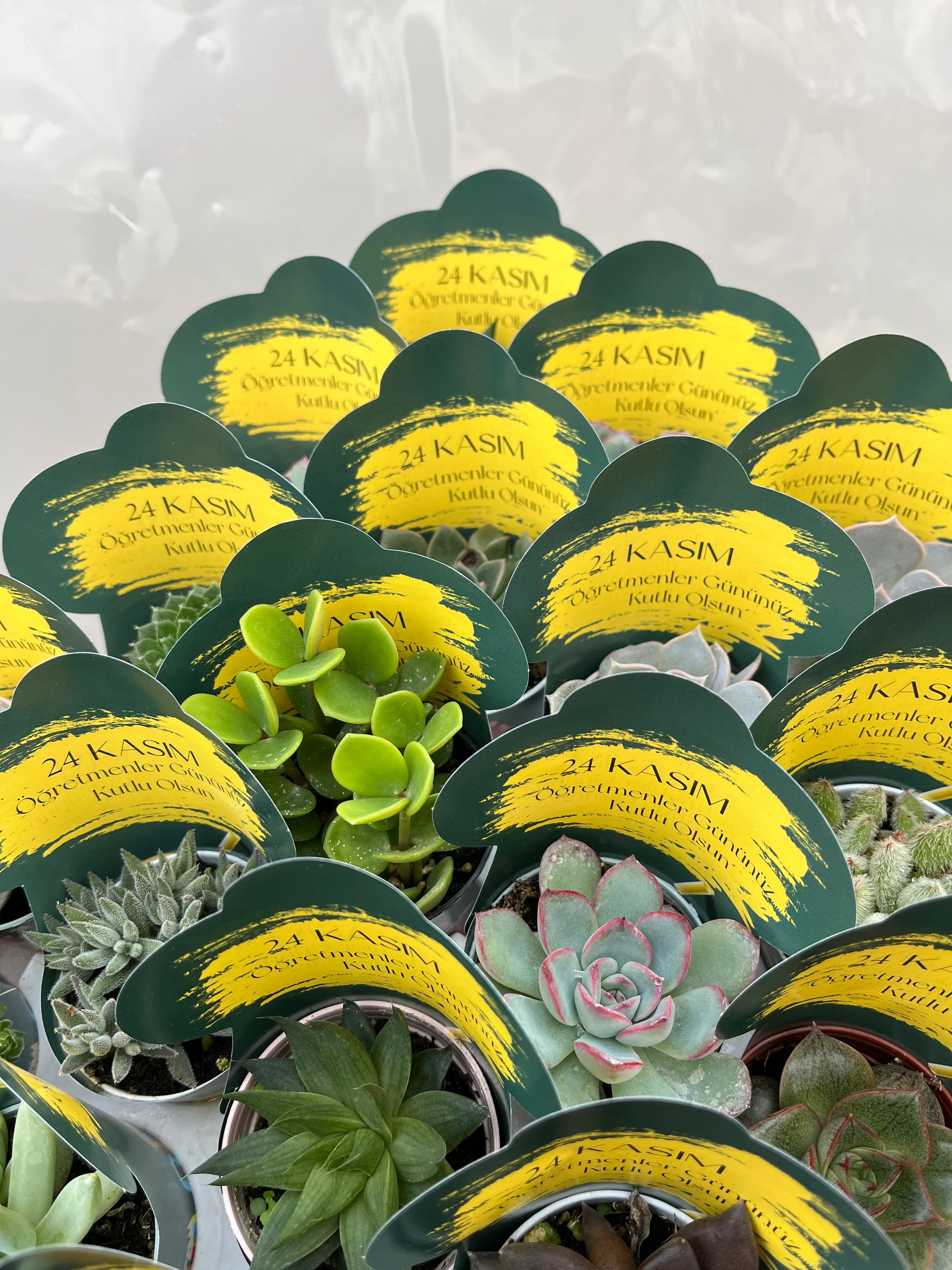 24 KASIM ÖĞRETMENLER GÜNÜNE ÖZEL 10’lu SUKULENT SET