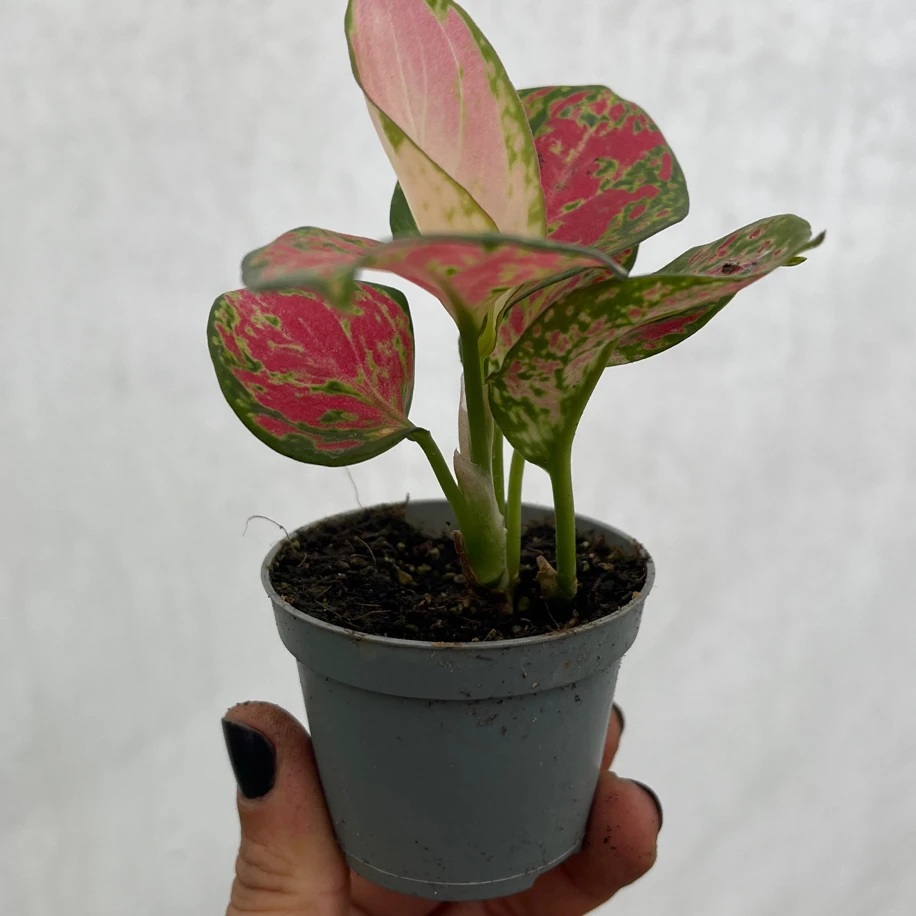 Aglaonema Fide boy