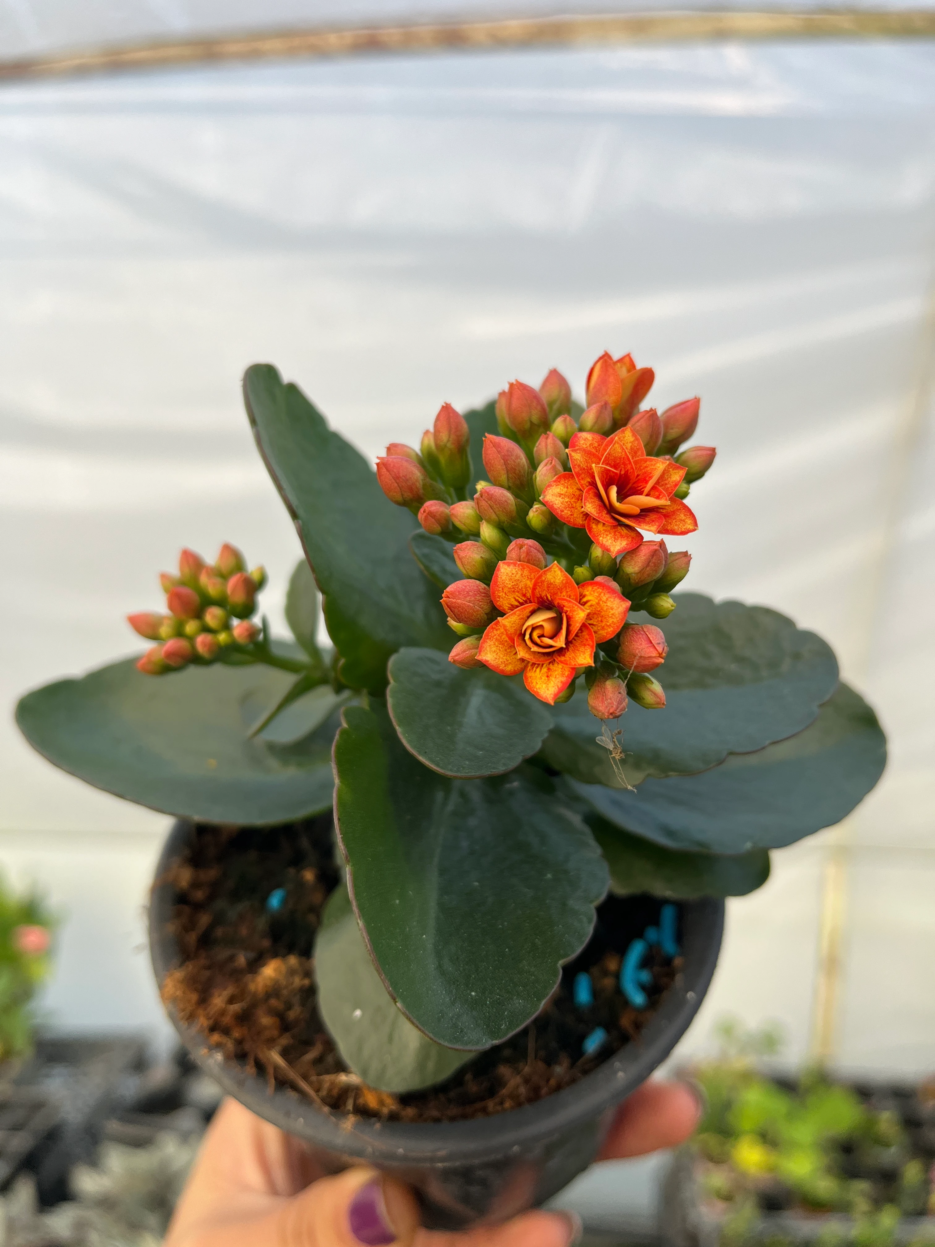 Kalanşo Mini Turuncu ebruli