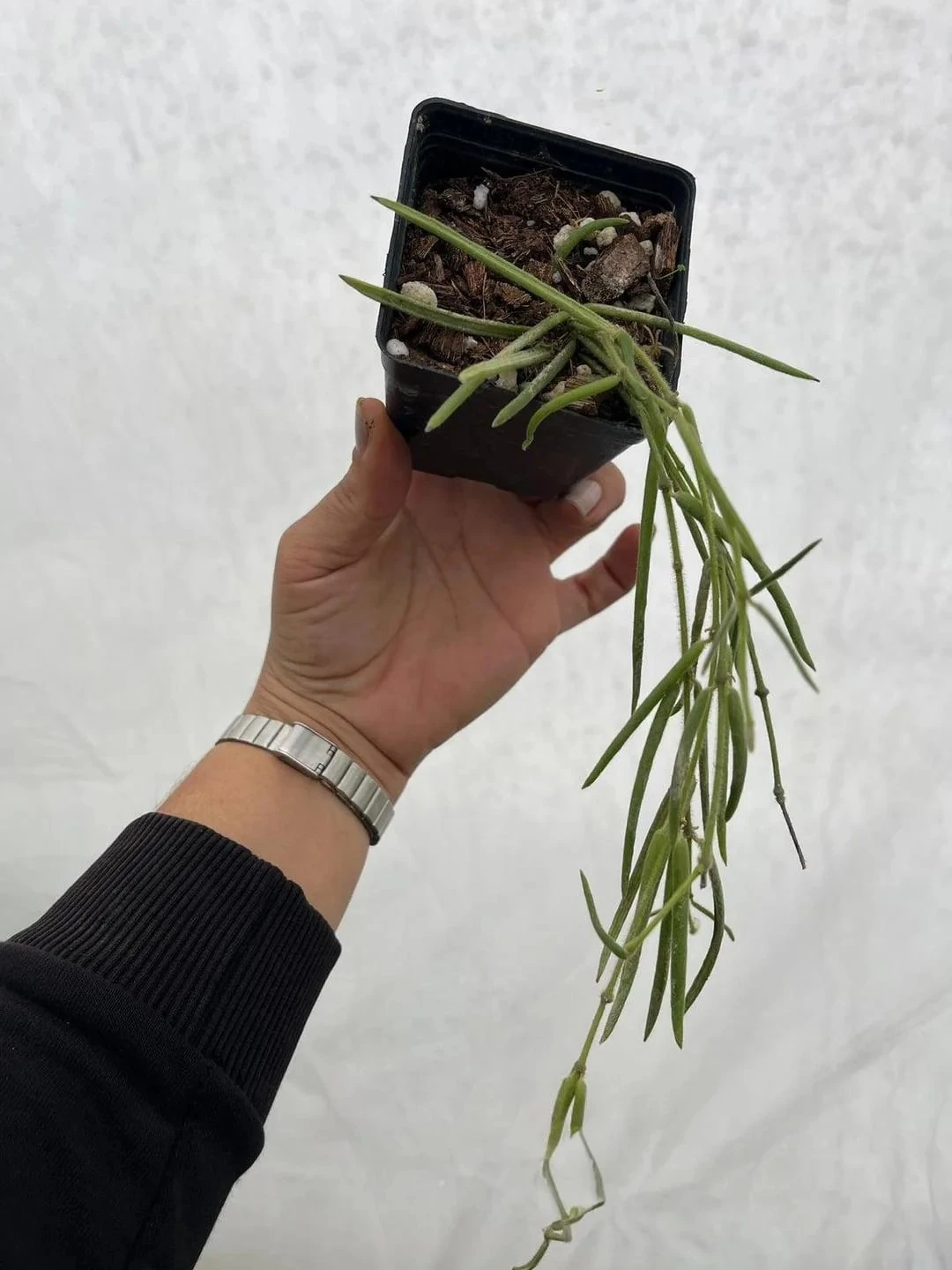 Hoya Linearis Mum Çiçeği 9luk Saksıda