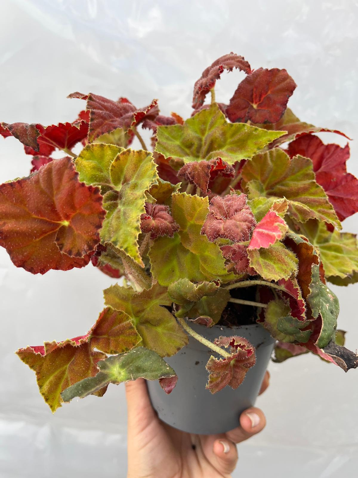 REX Begonya Amber Love