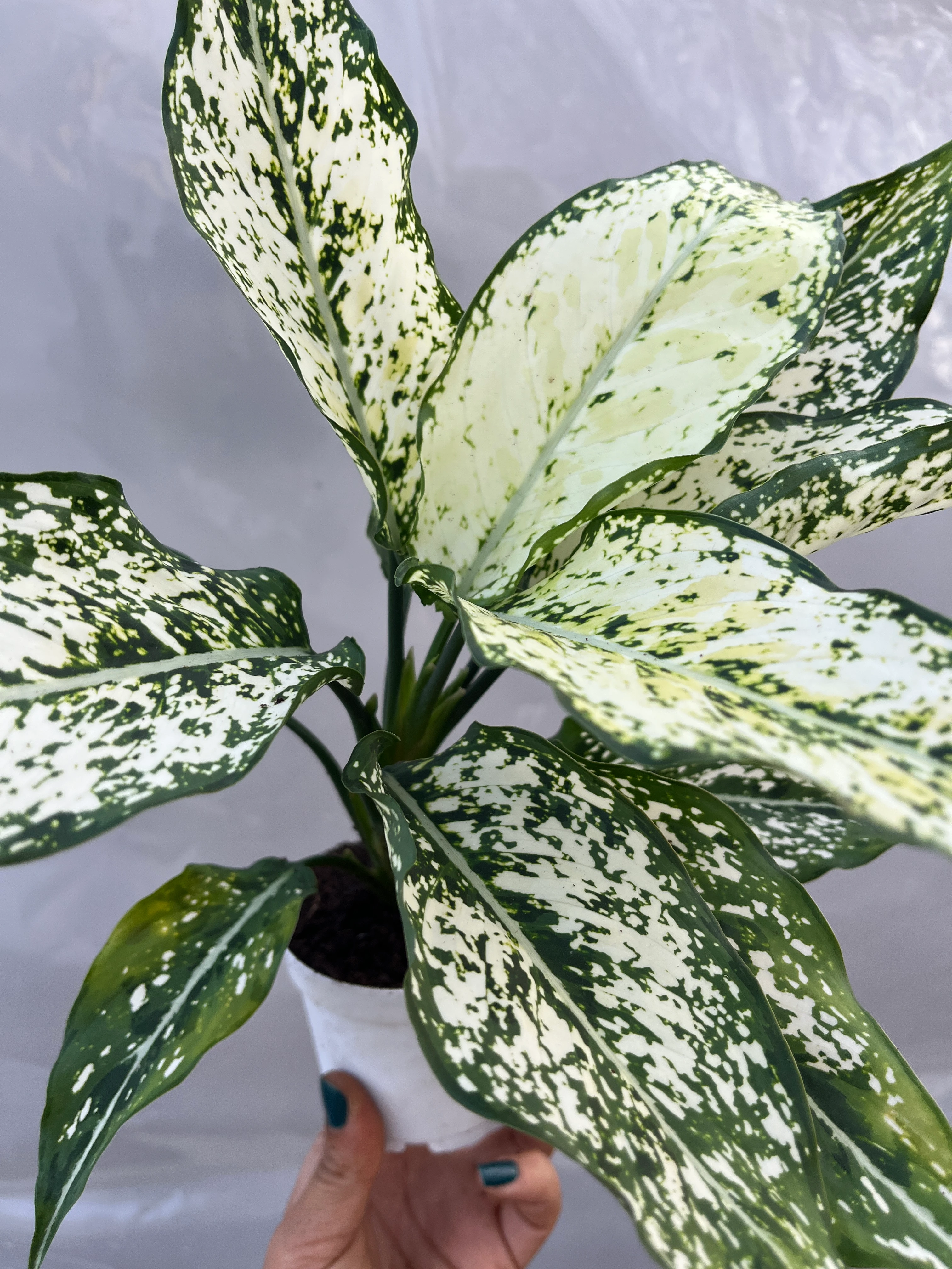 Aglaonema 1