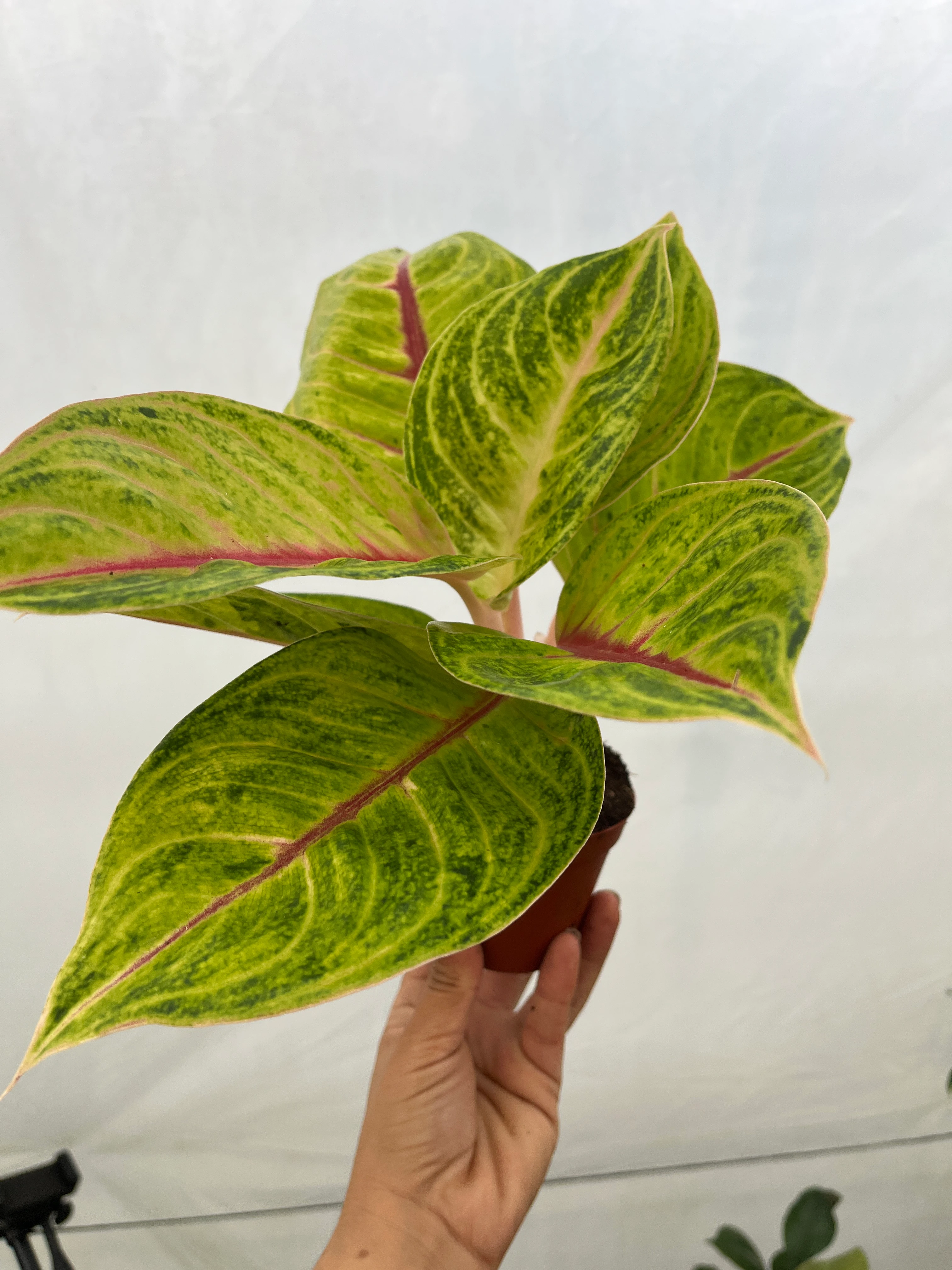 Aglaonema Iguana Red 