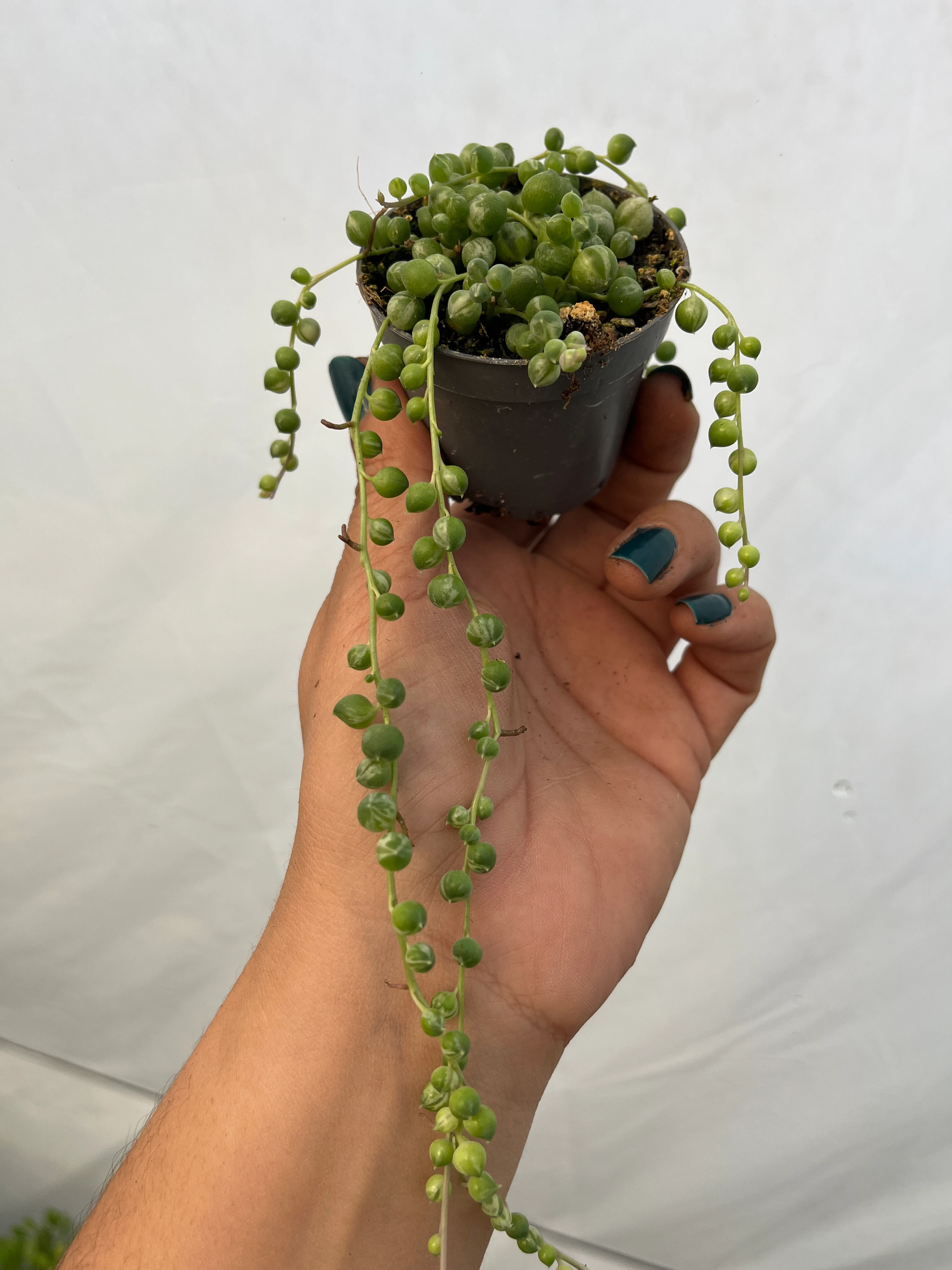 Senecio Rowleyanus Variegata yuvarlak tesbih