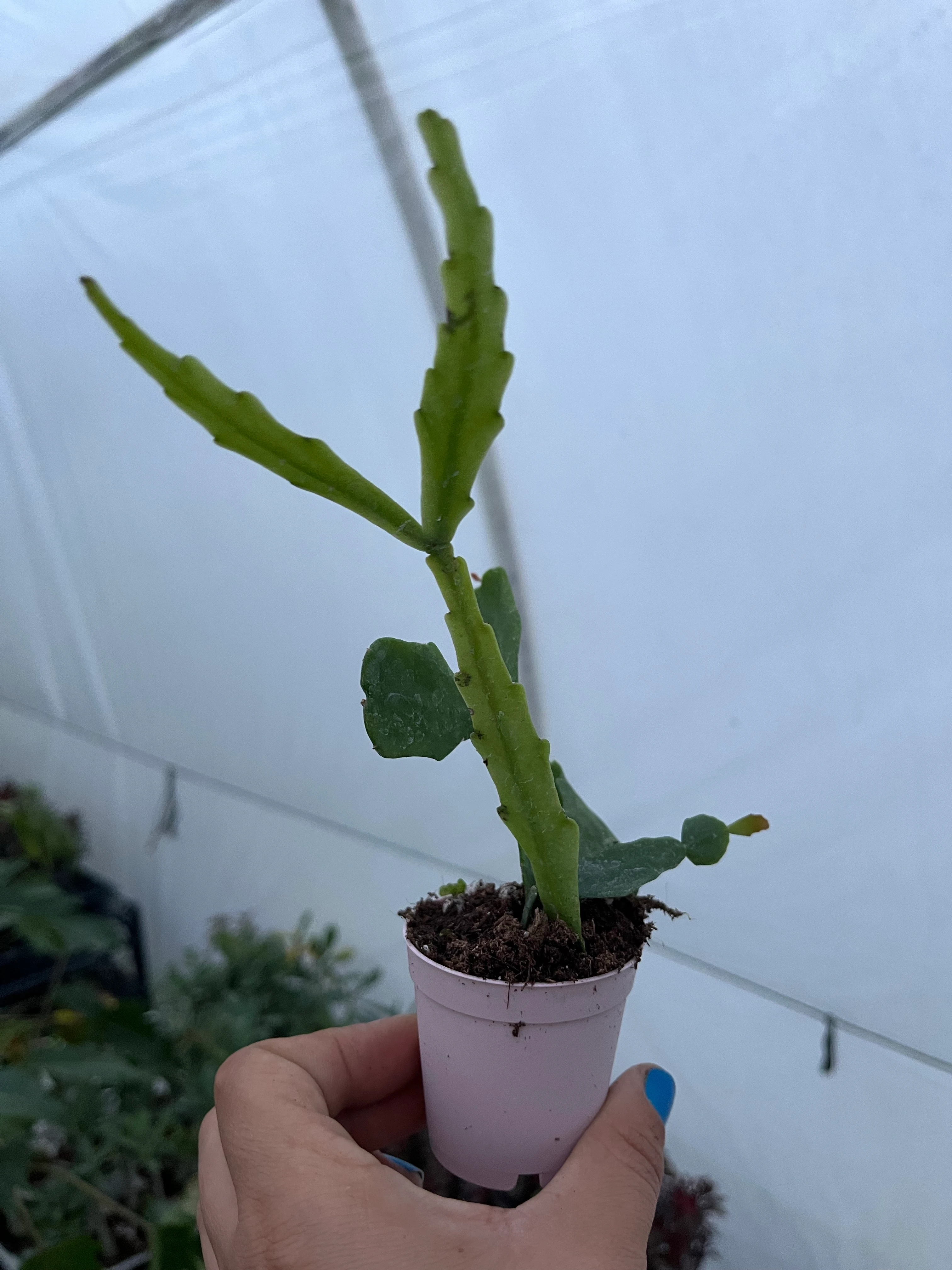 Rhipsalis Crispata Atlas Çiçeği Beyaz