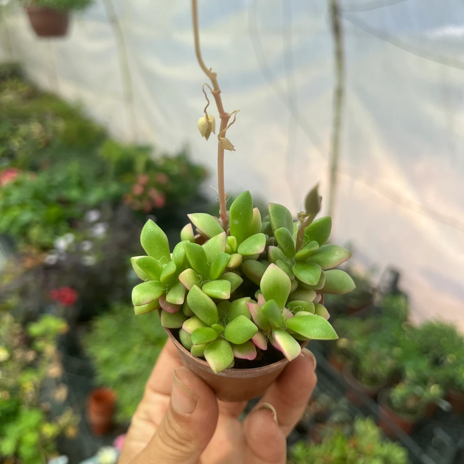 Anacampseros Telephiastrum Sunrise