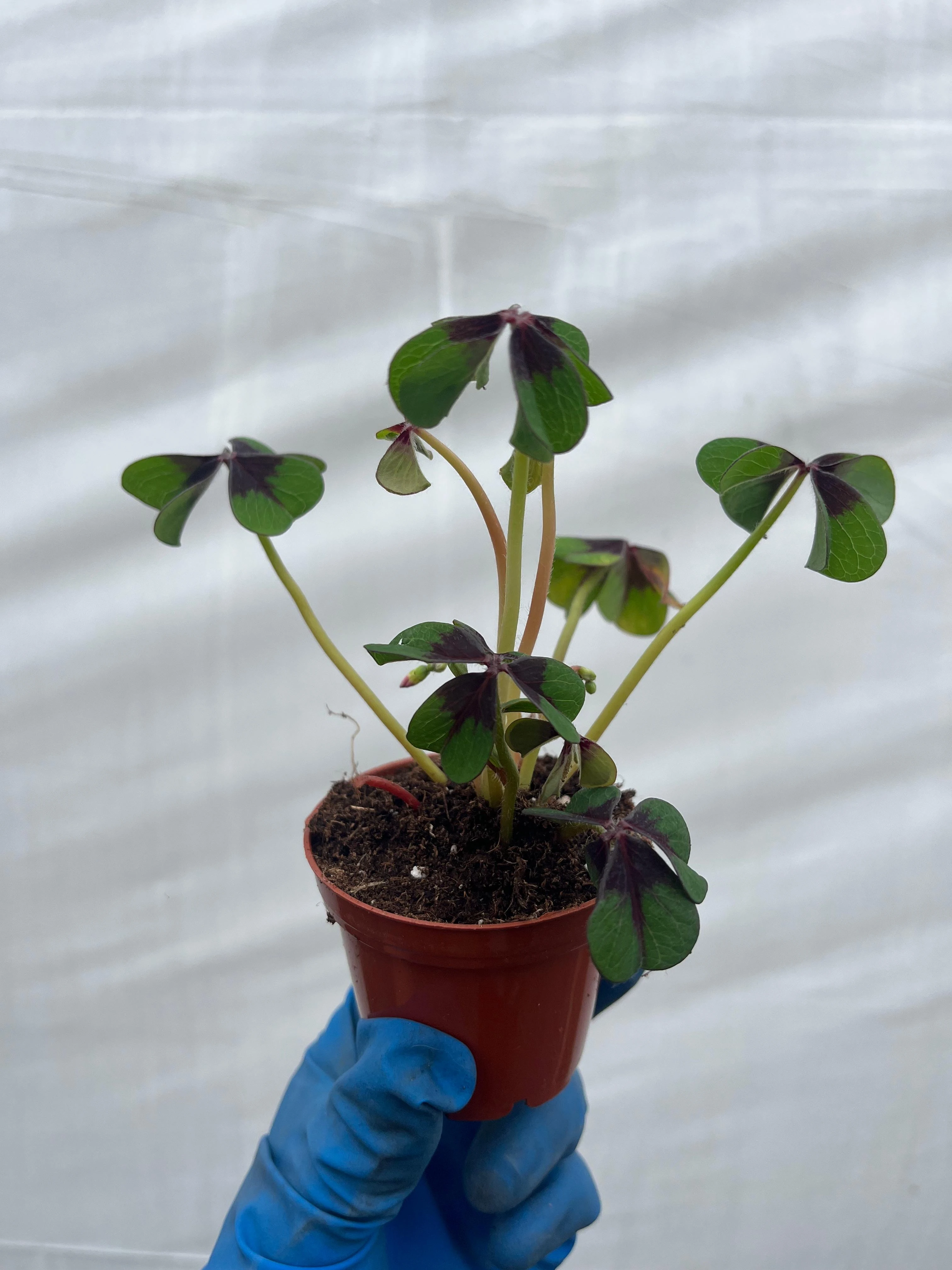 Oxalis Süs Yoncası Fide Boy