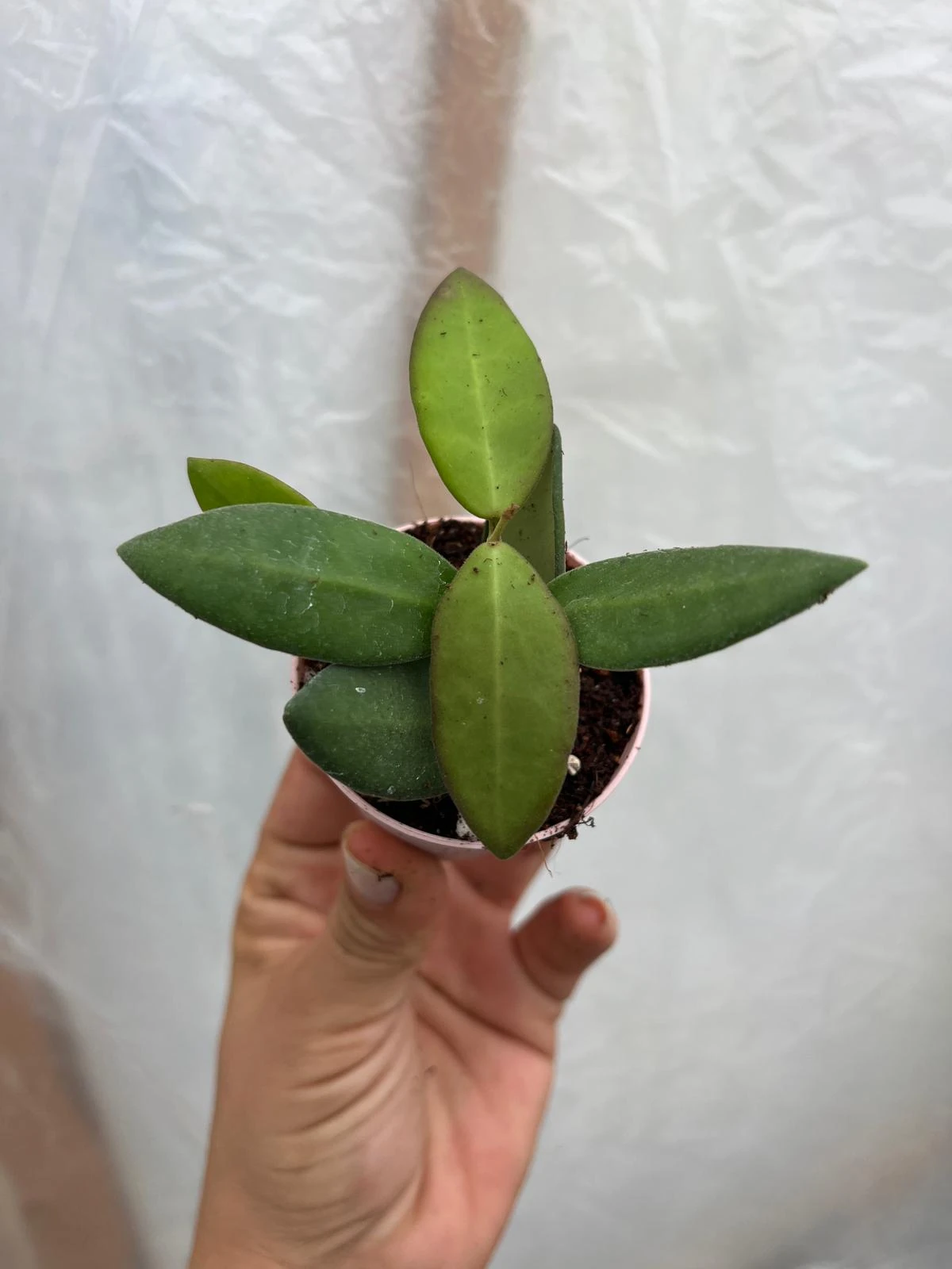 Hoya Bilobata Mum Çiçeği Fidesi 5,5 lik Saksıda 