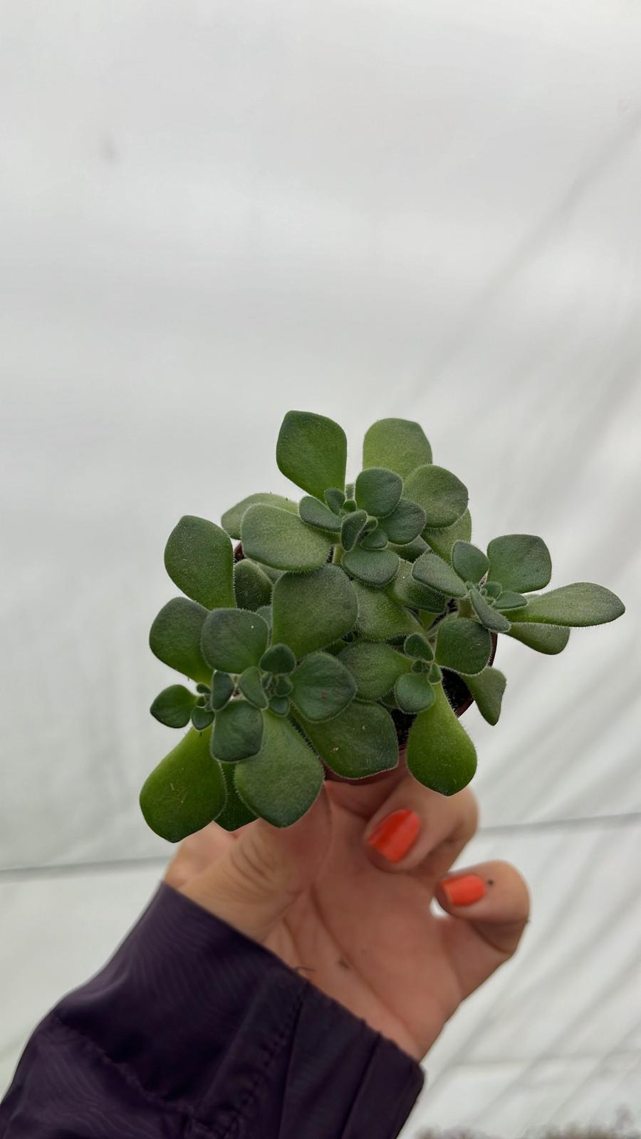 Aeonium Lindleyi Sevda Ağacı Sukulent