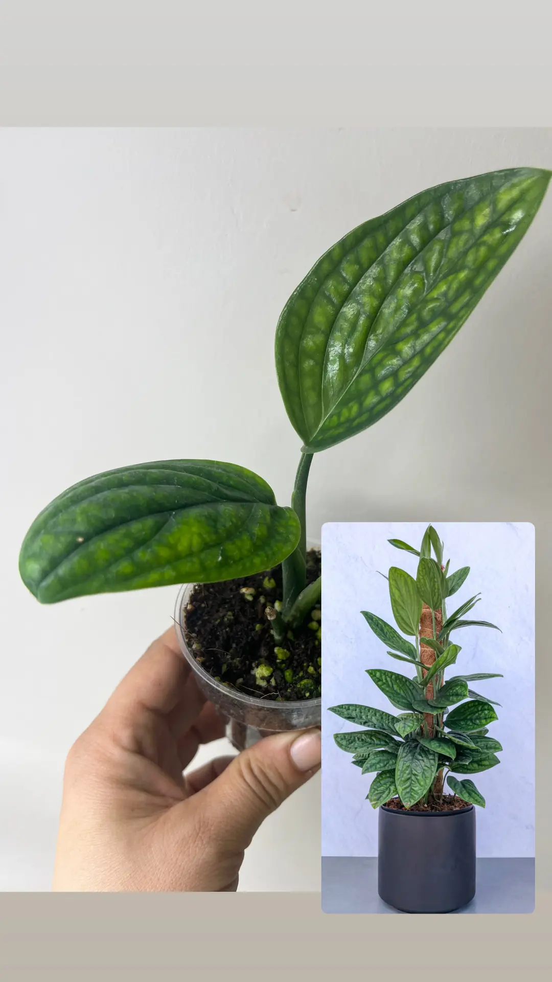 philodendron pastazanum silver Philodendron pastazanum “Silver Cloud” – Planted main image 0