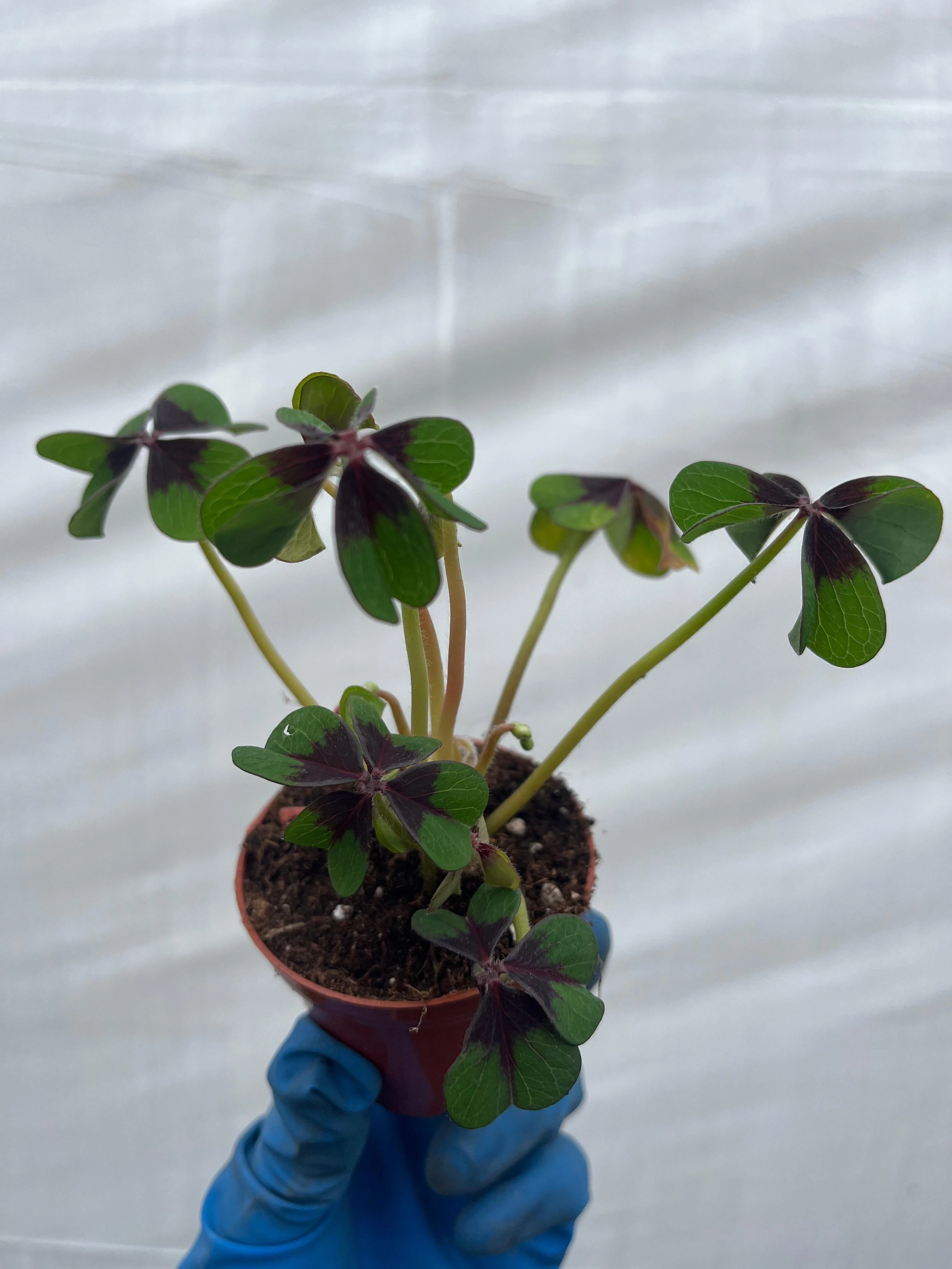 Oxalis Süs Yoncası Fide Boy