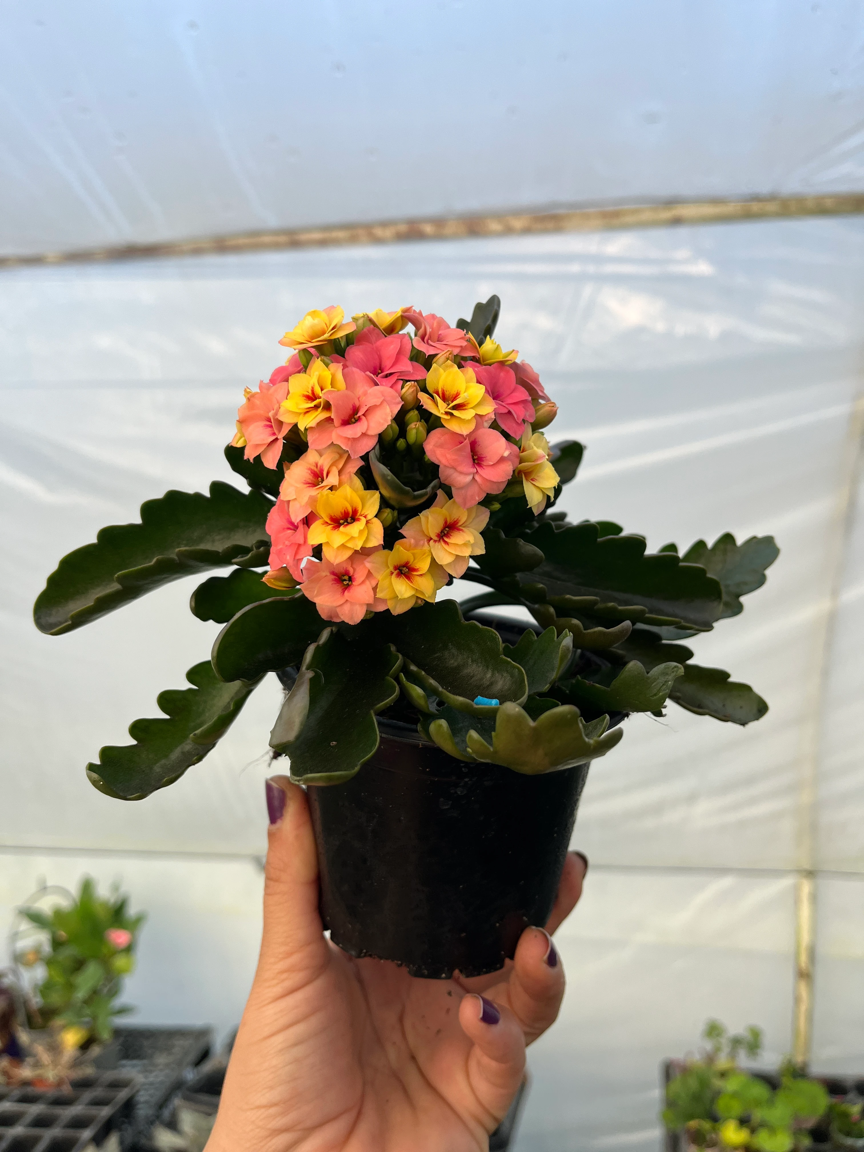 Kalanşo Mini 3 Renkli 