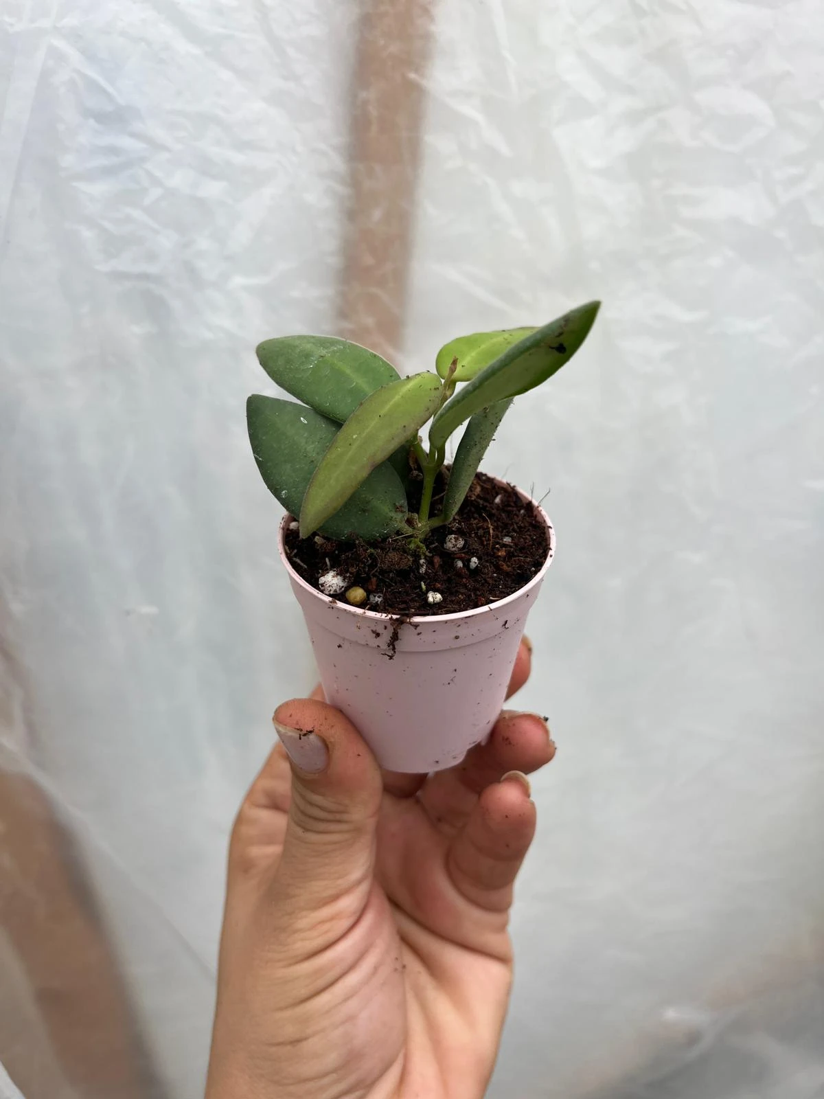 Hoya Bilobata Mum Çiçeği Fidesi 5,5 lik Saksıda 