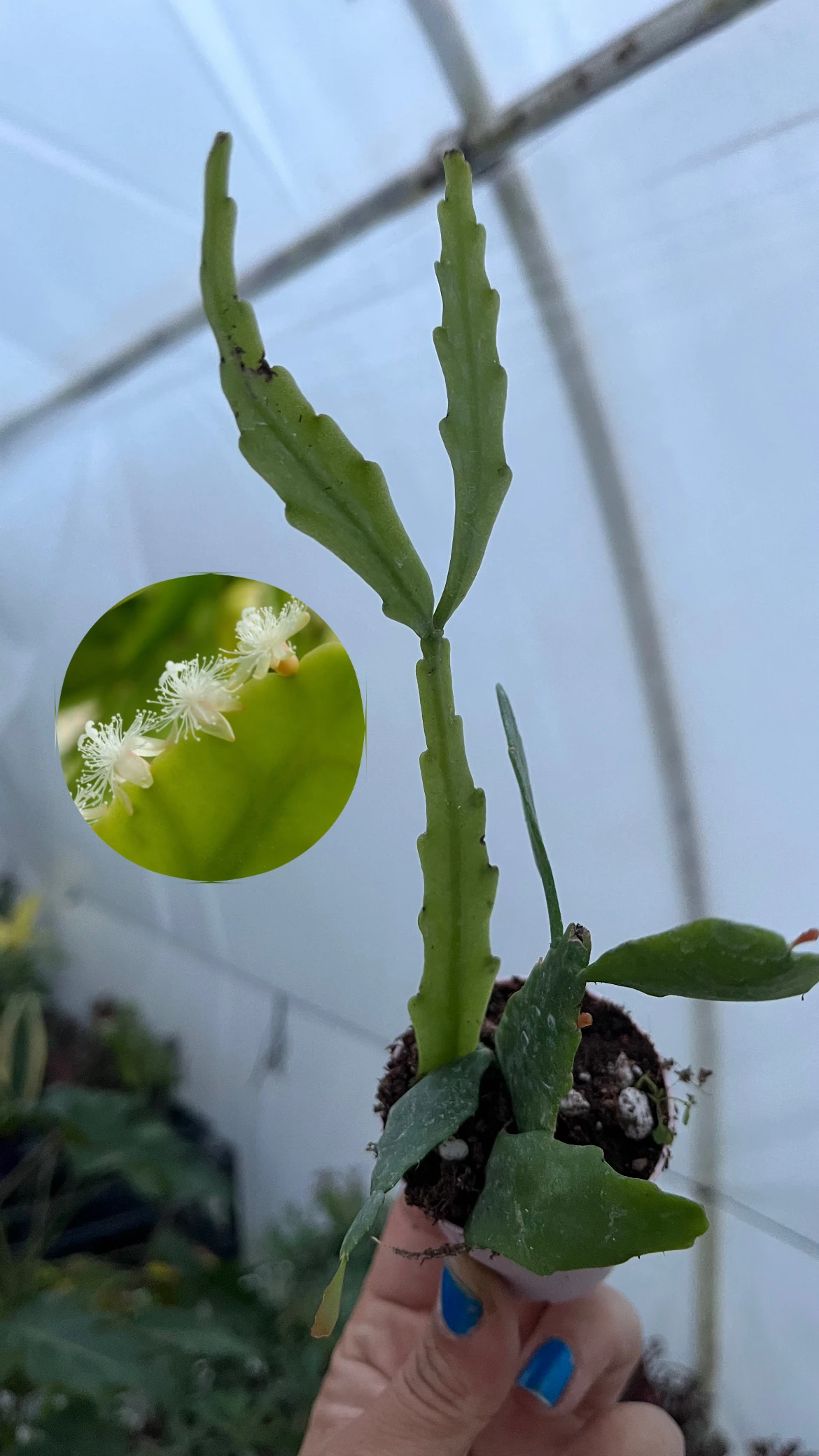 Rhipsalis Crispata Atlas Çiçeği Beyaz