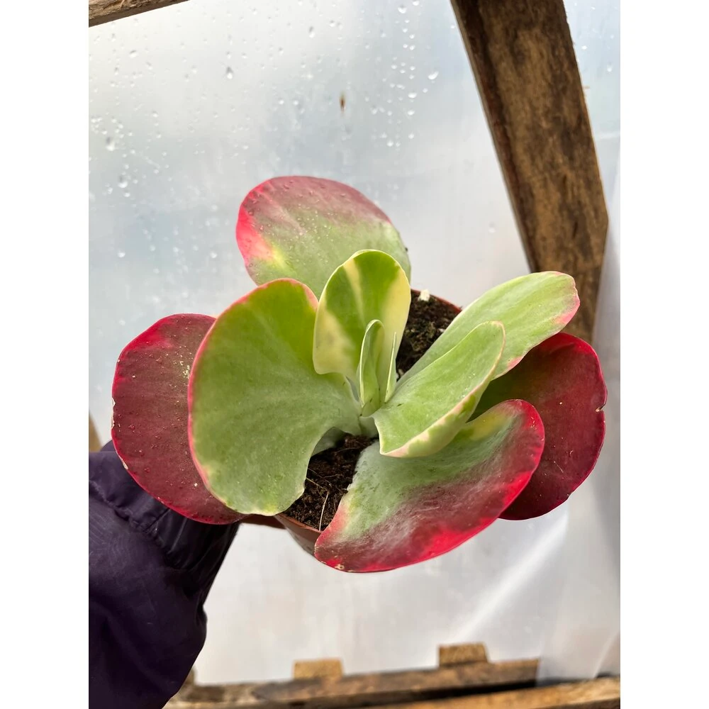 kalanchoe thyrsiflora variegata