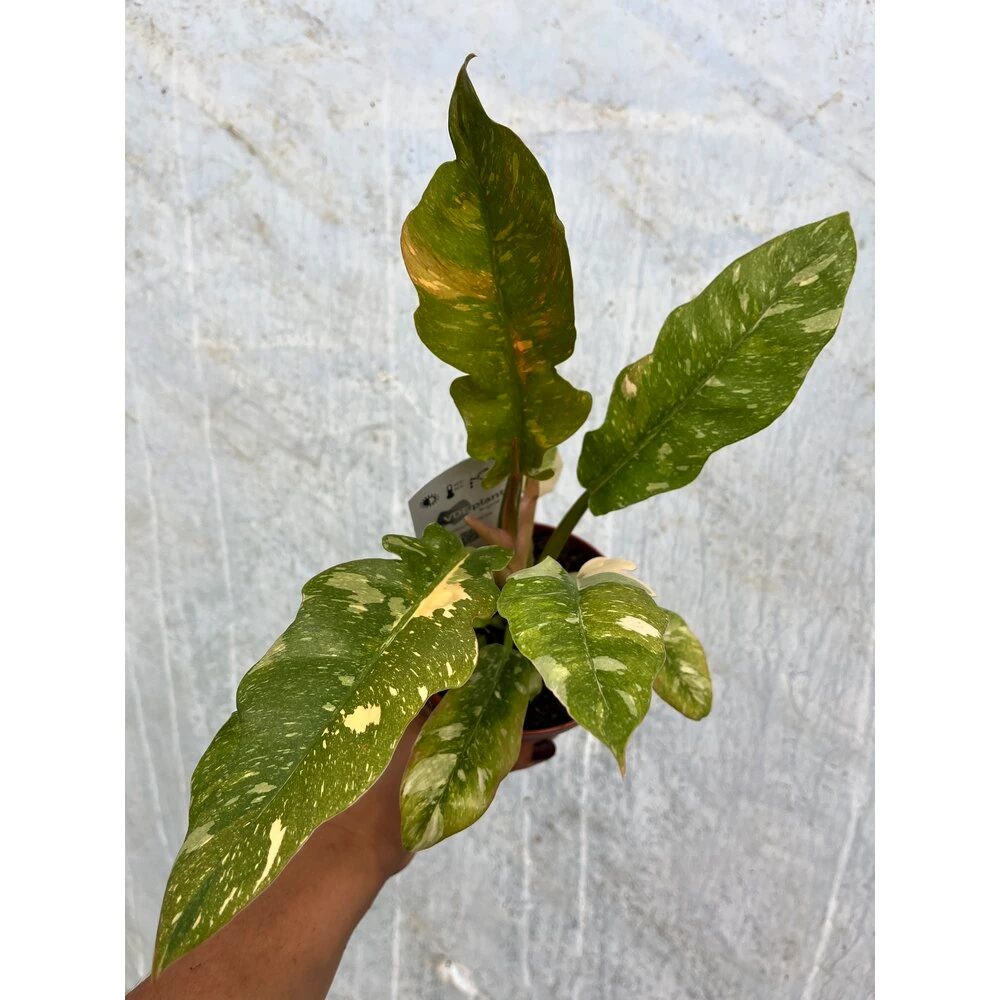 Philodendron Ring of Fire