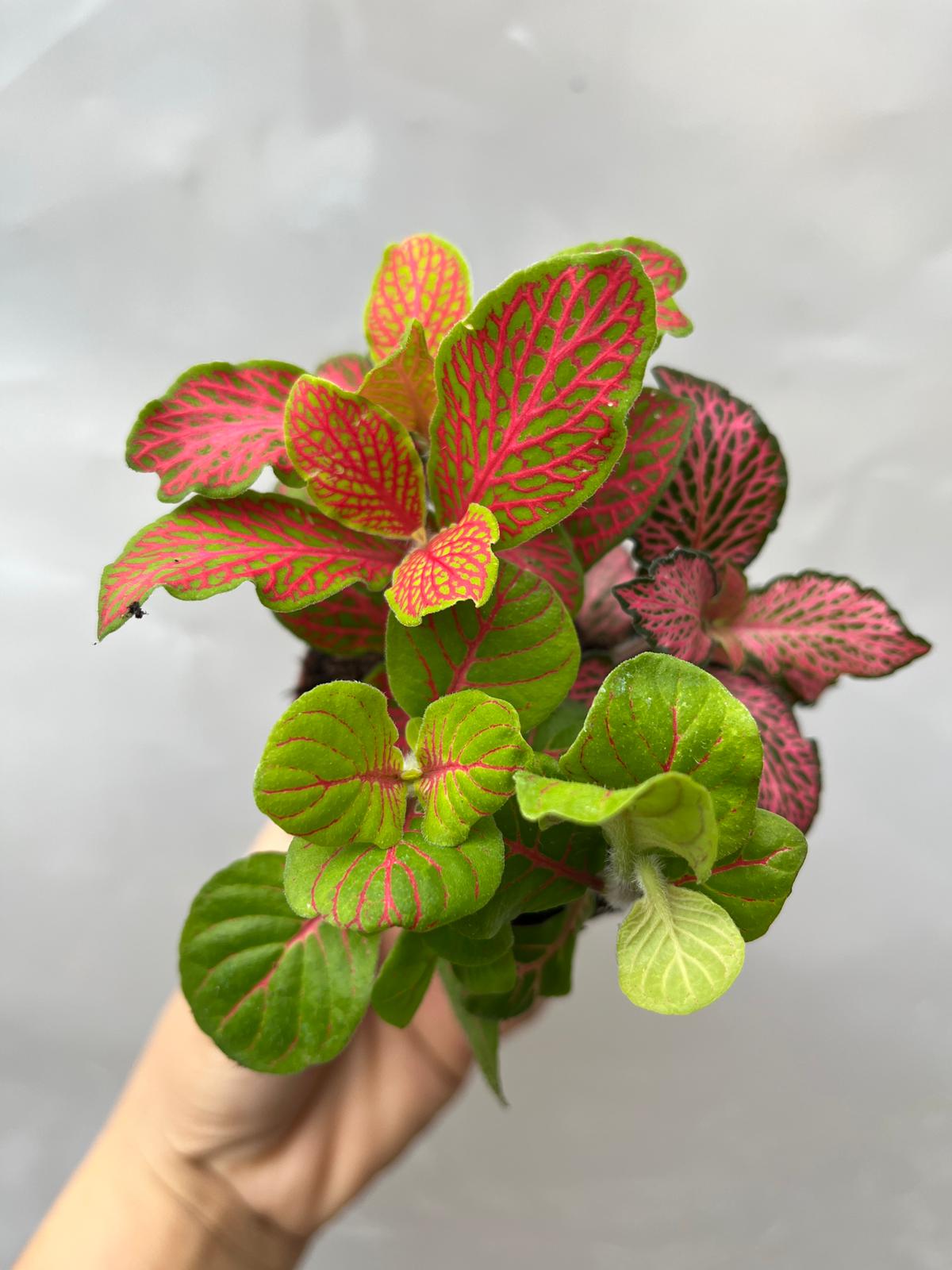 Fittonia 3 Renkli 8,5Lik Saksıda