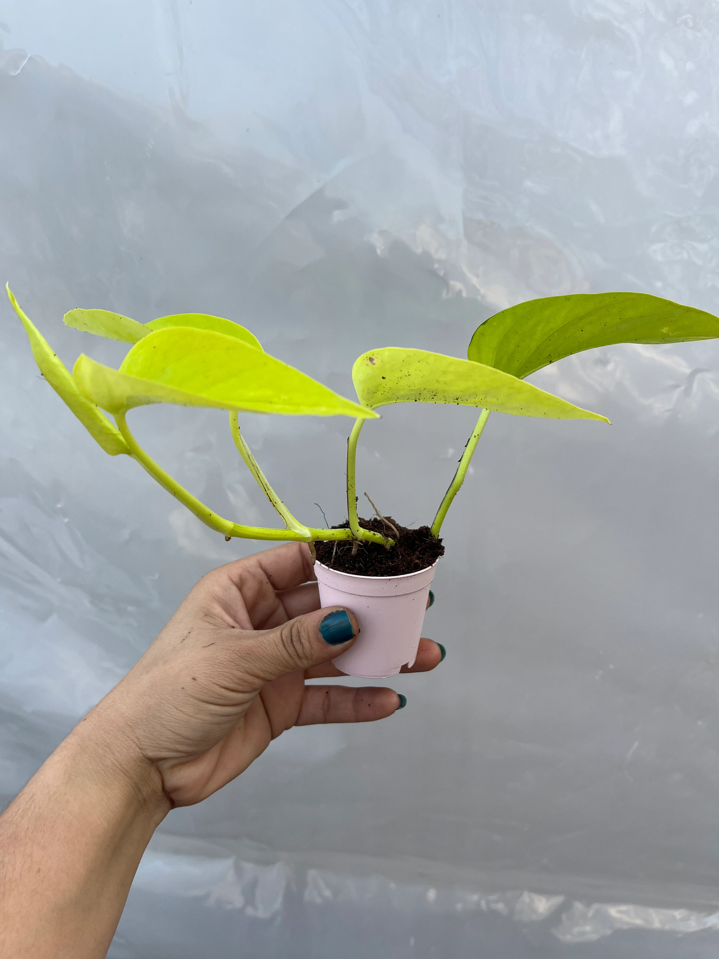 Pothos Golden
