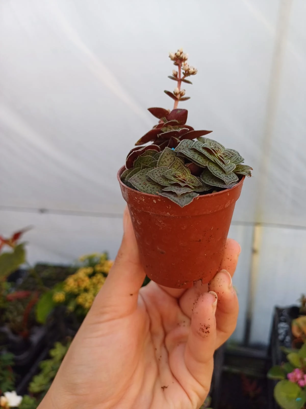 Crassula Exilis 