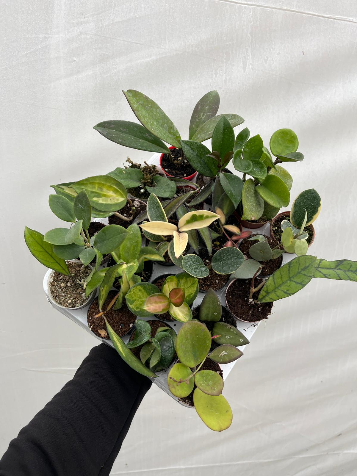 KAMPANYA SET-3 (Hoya Mum Çiçeği Set 15Li)