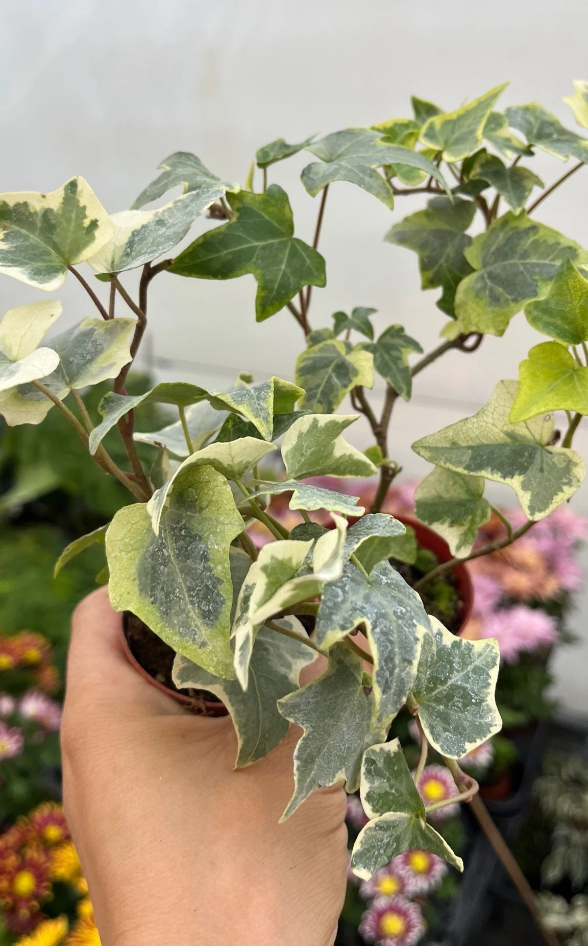 Hedera Helix Sarmaşık 2'li 5,5 lik saksıda