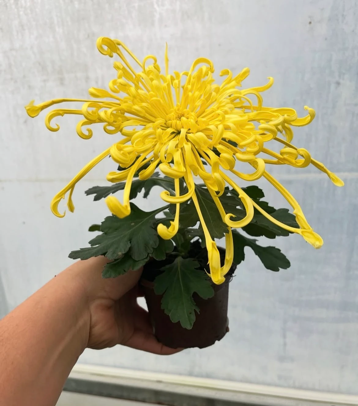 Ahtapot Kasımpatı Sarı İthal