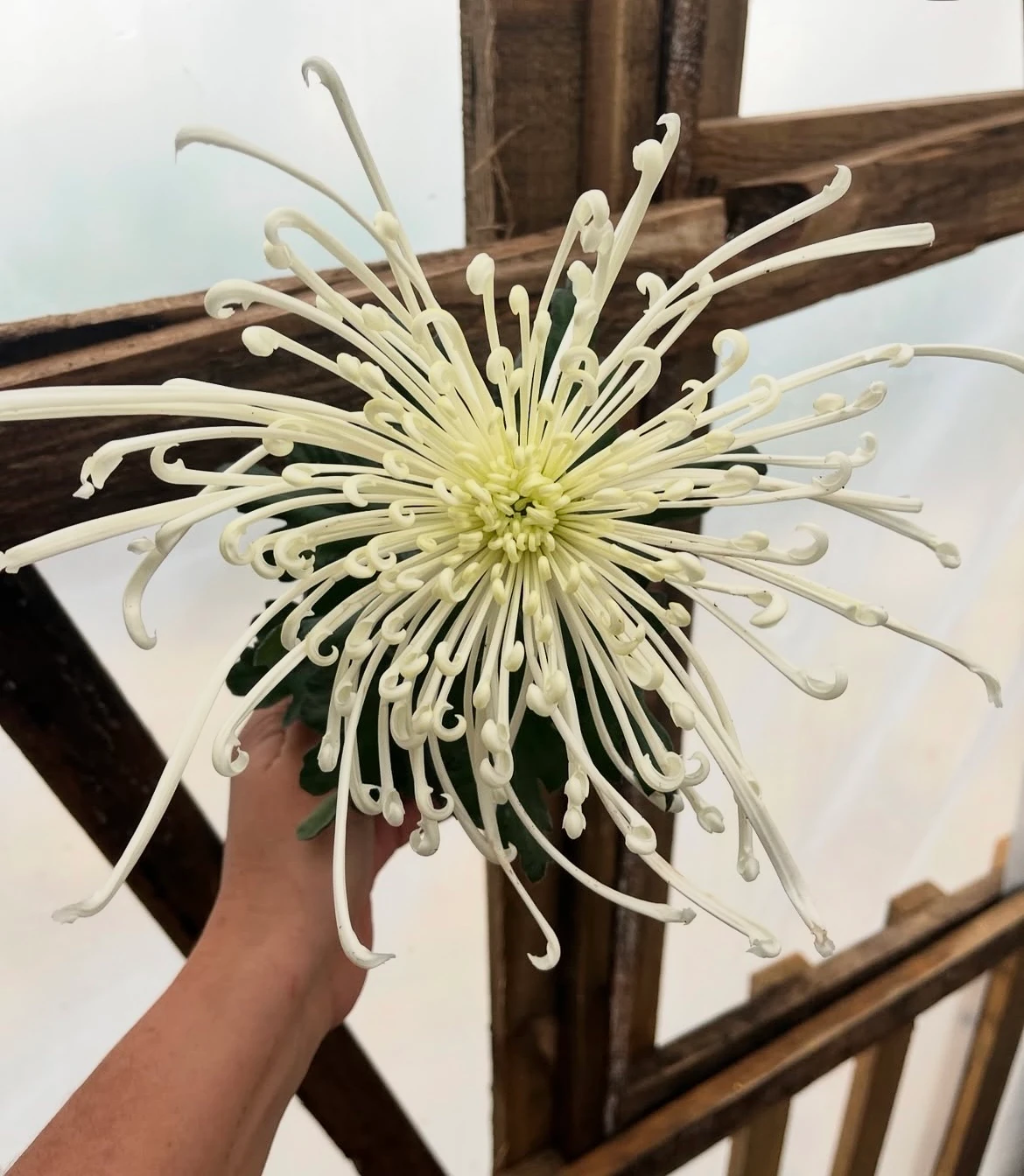 Ahtapot Kasımpatı Beyaz İthal