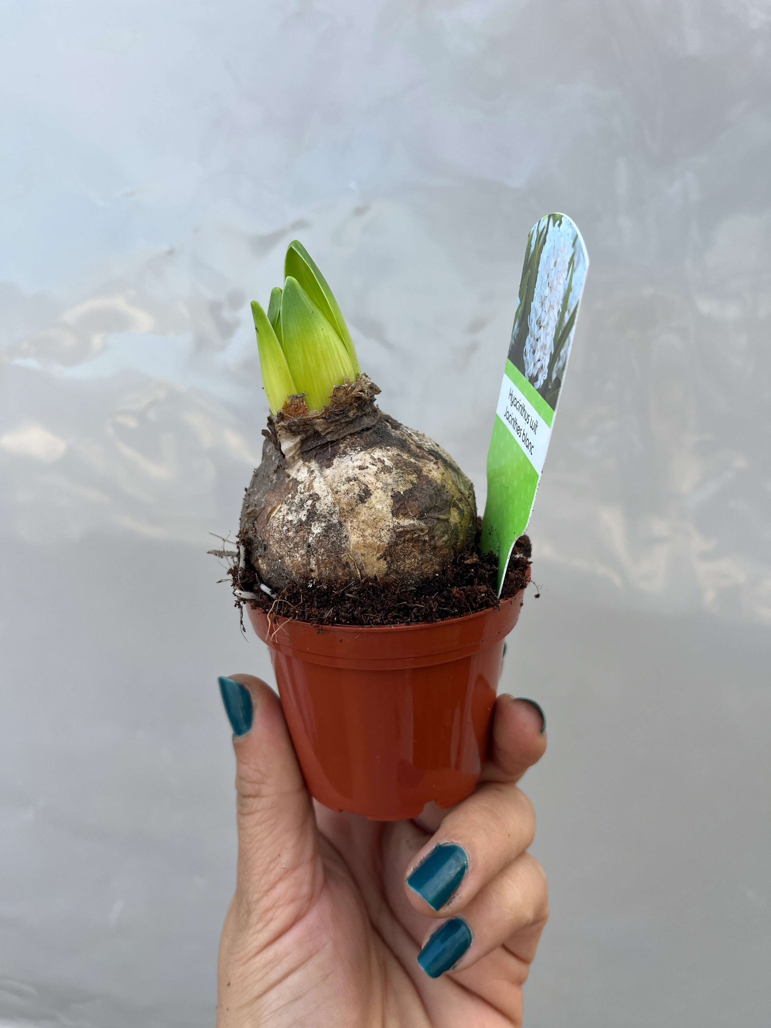 Sümbül Soğanı Beyaz Filizli