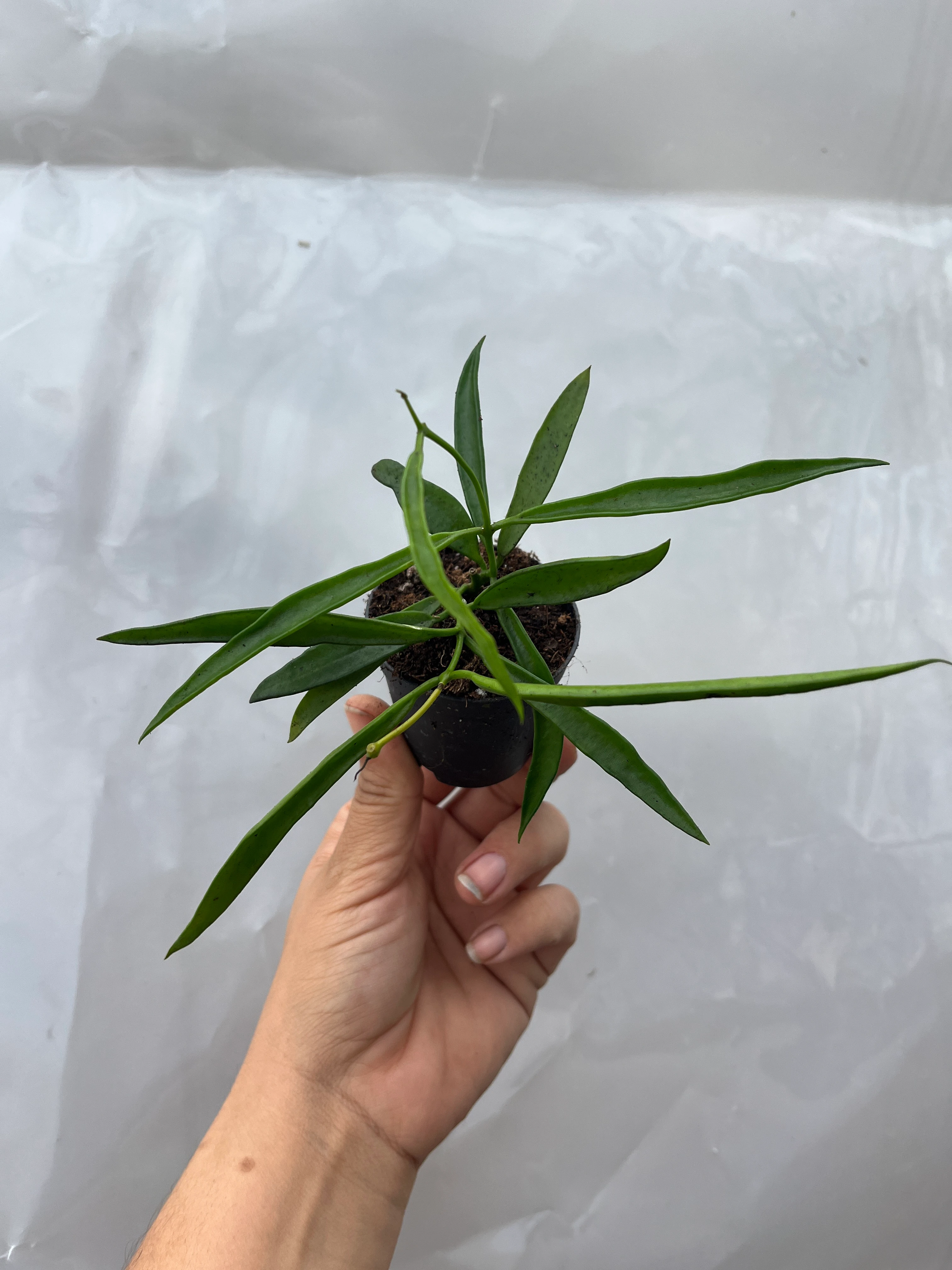 Hoya Longifolia Kokulu Mum Çiçeği