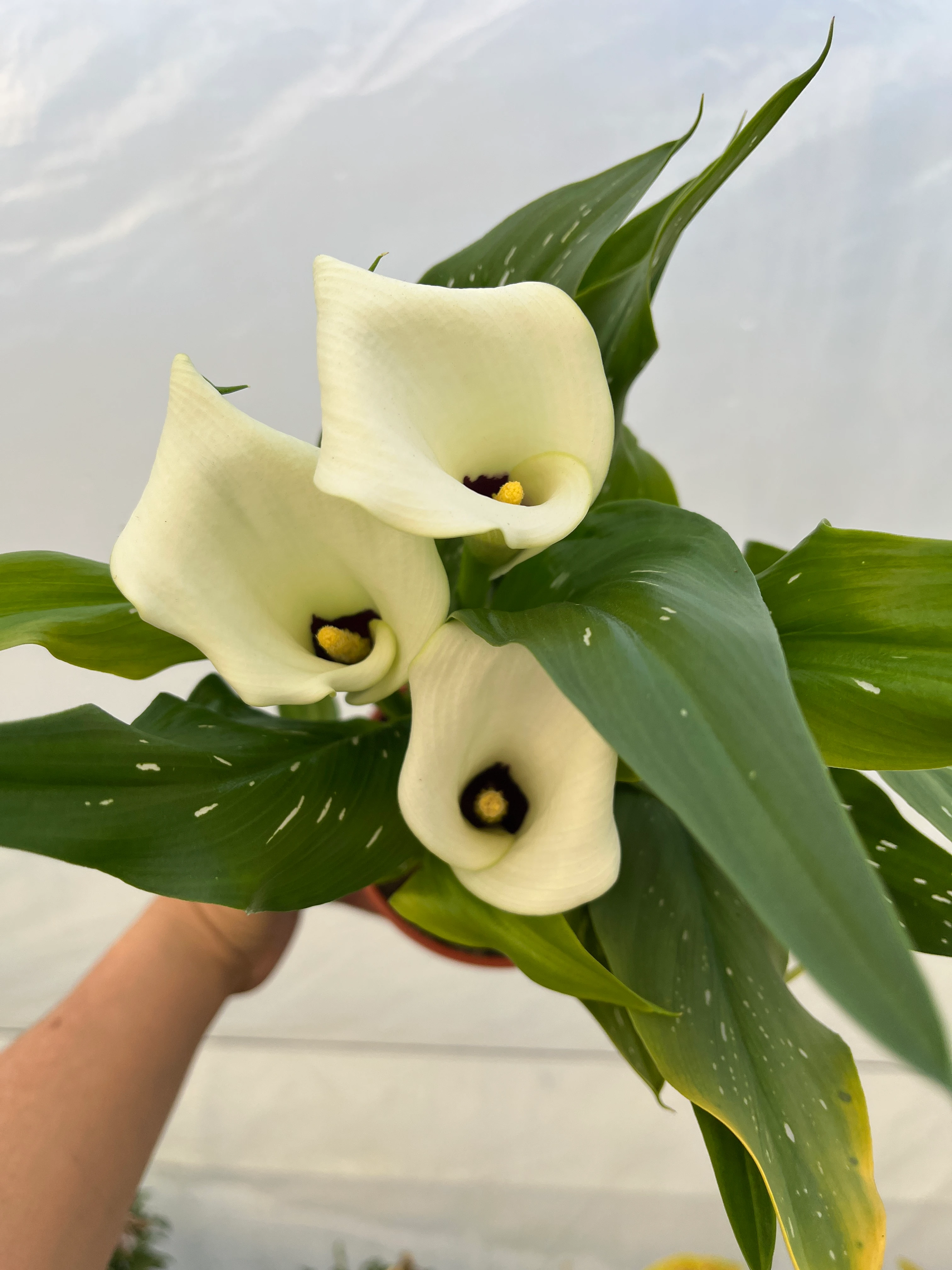 Gala Çiçeği Beyaz