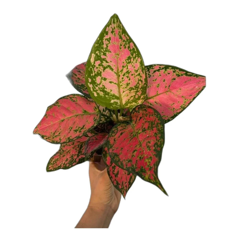 Aglaonema Pink