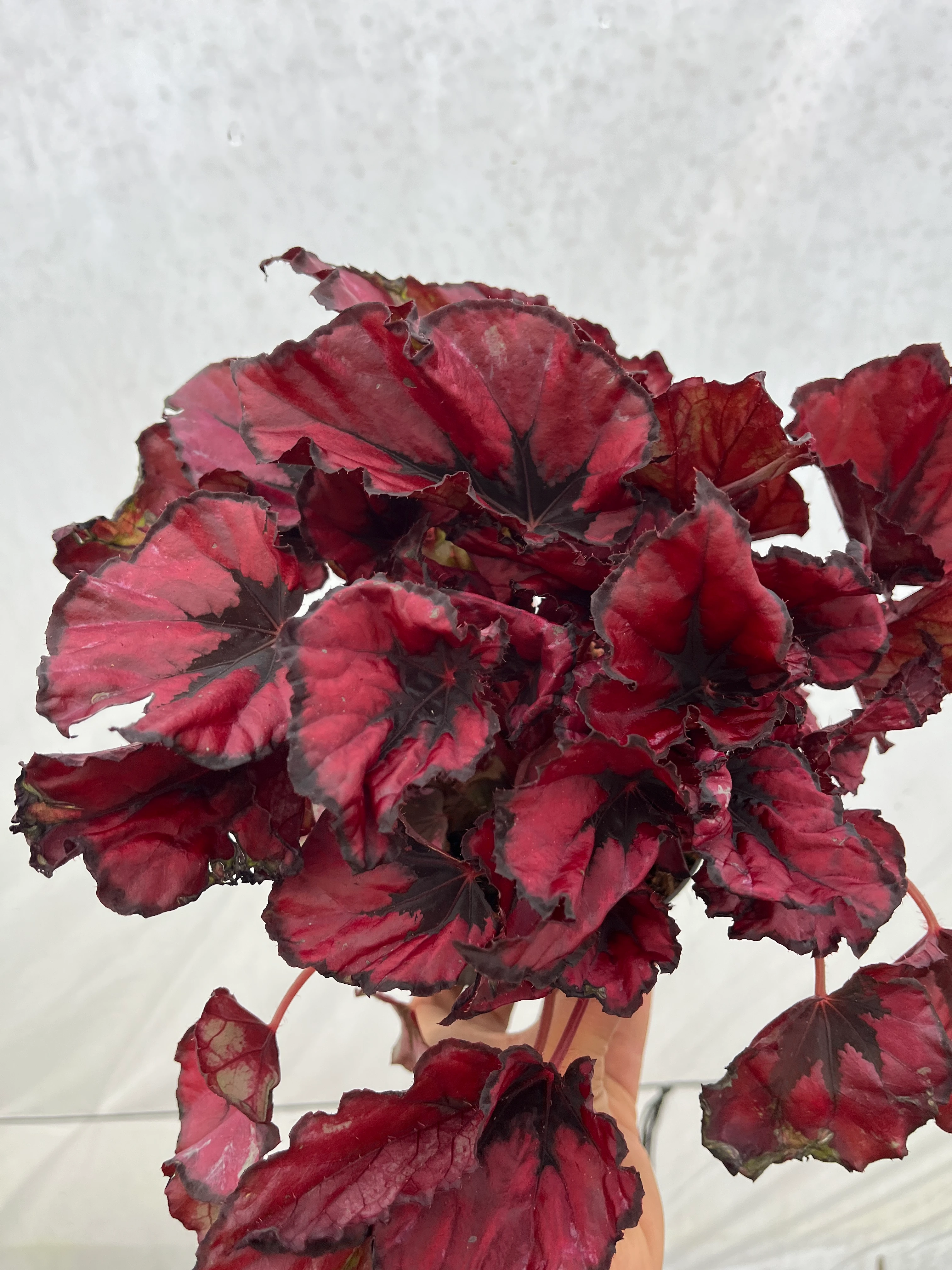 Rex Begonya Red