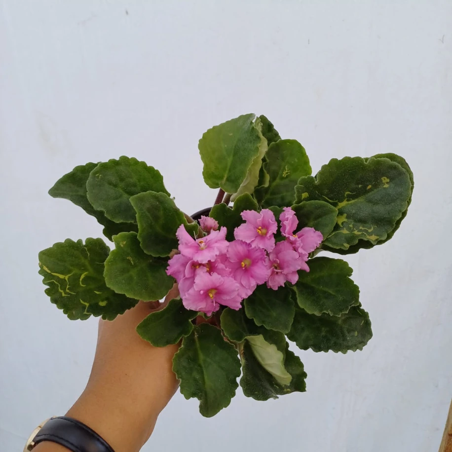 Afrika Menekşesi Pembe