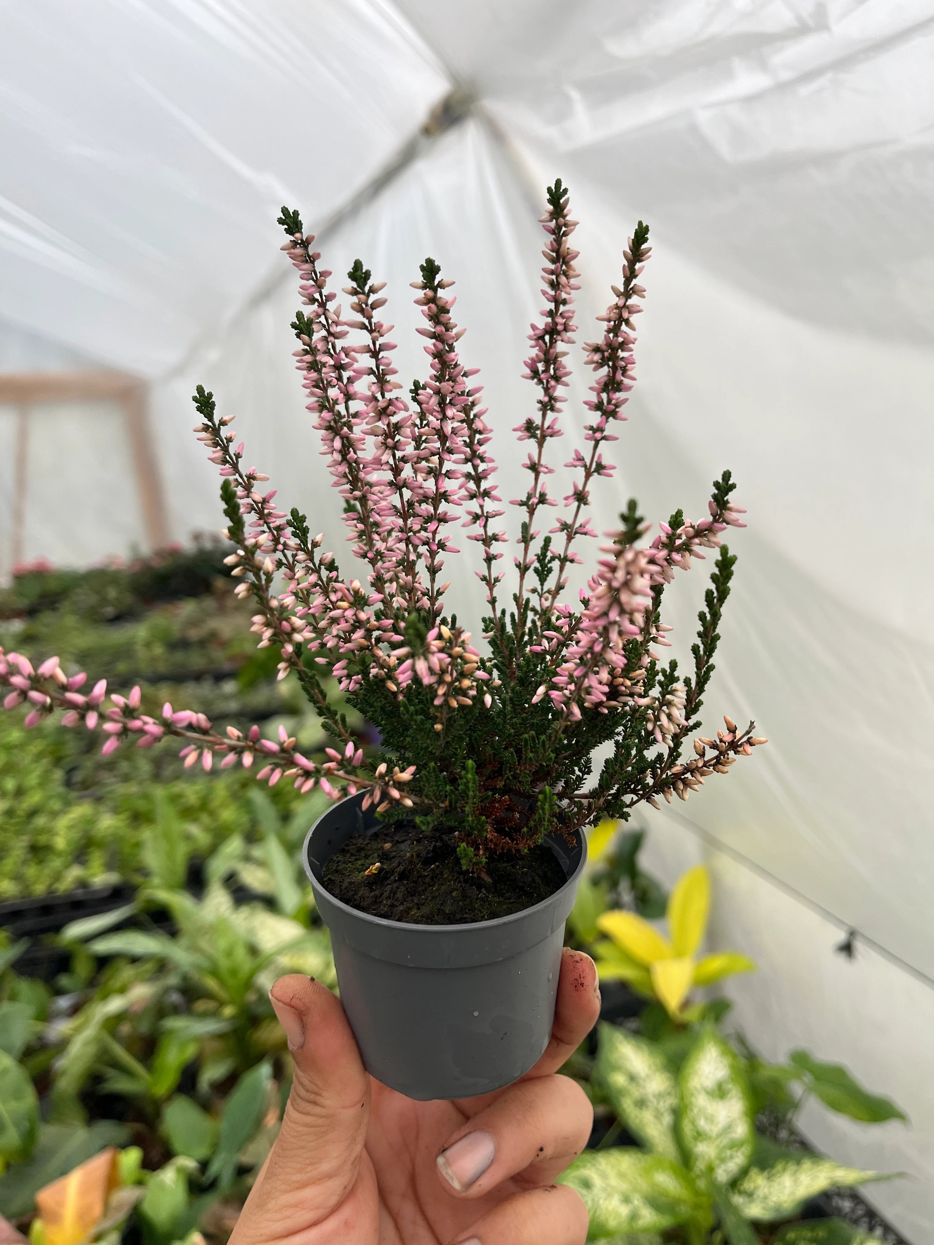 Erika Funda Çiçeği Pembe